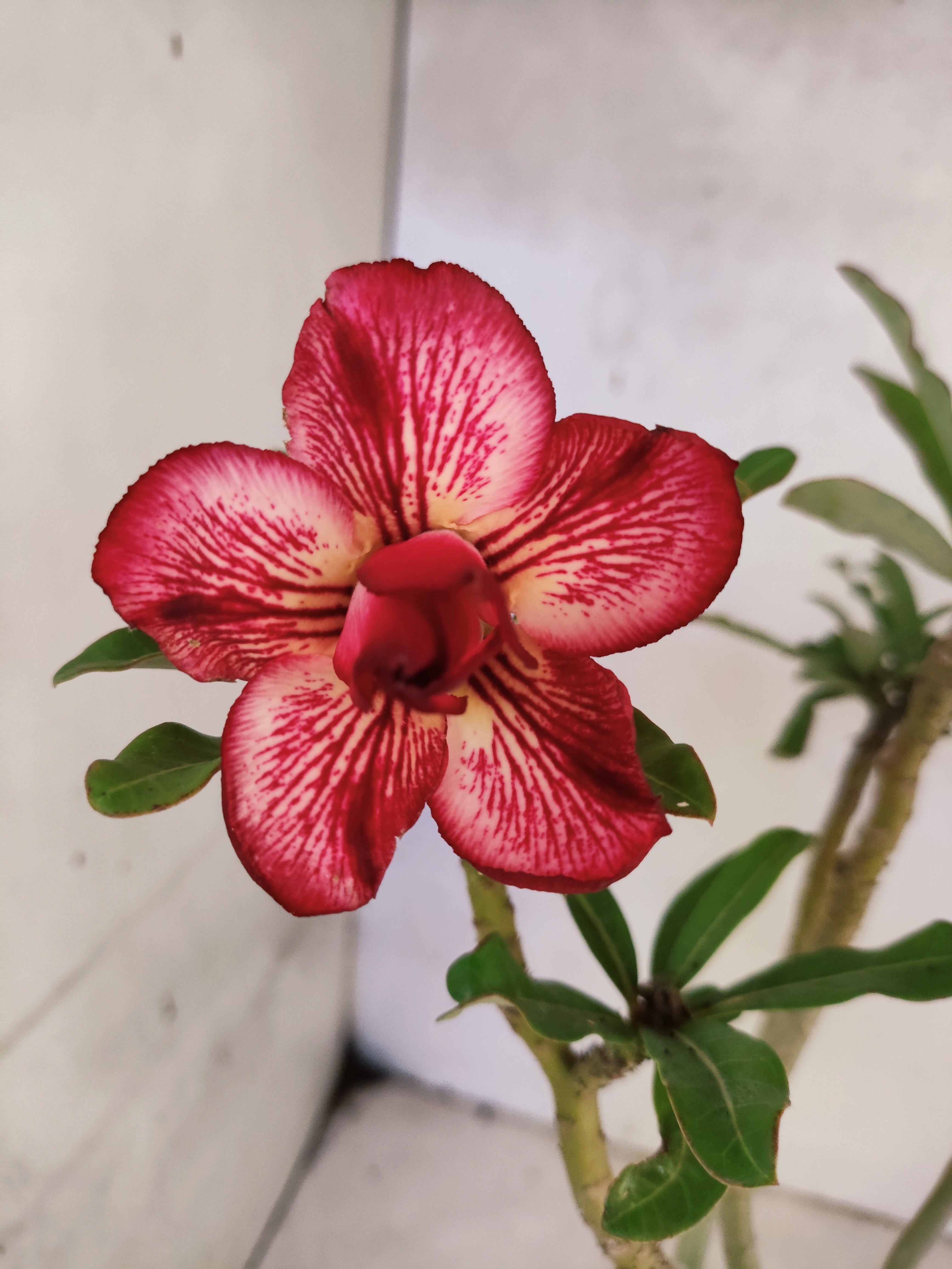 Planta Dobrada 3870 – 35cm – 03 anos