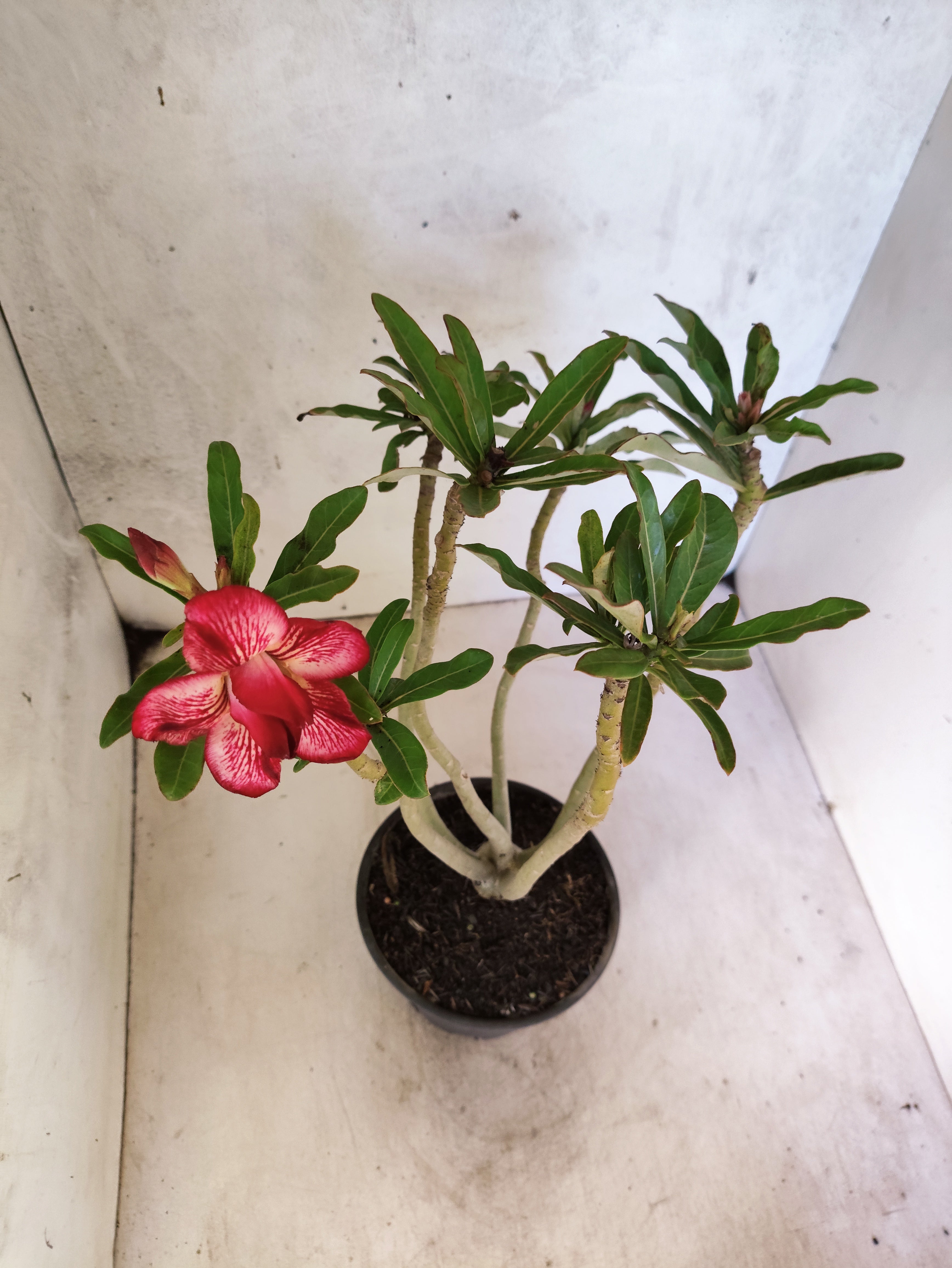 Planta Dobrada 3870 – 35cm – 03 anos