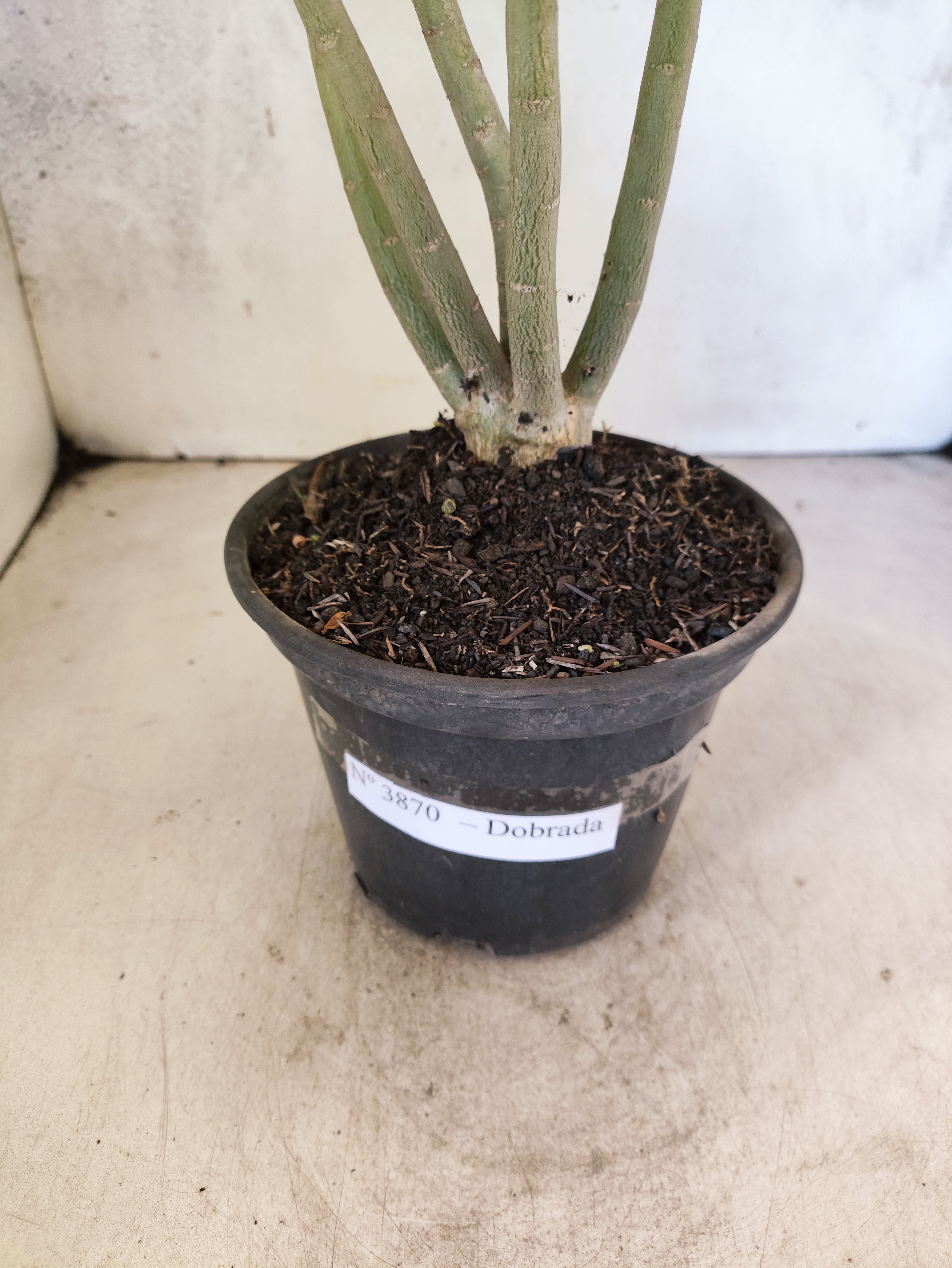 Planta Dobrada 3870 – 35cm – 03 anos