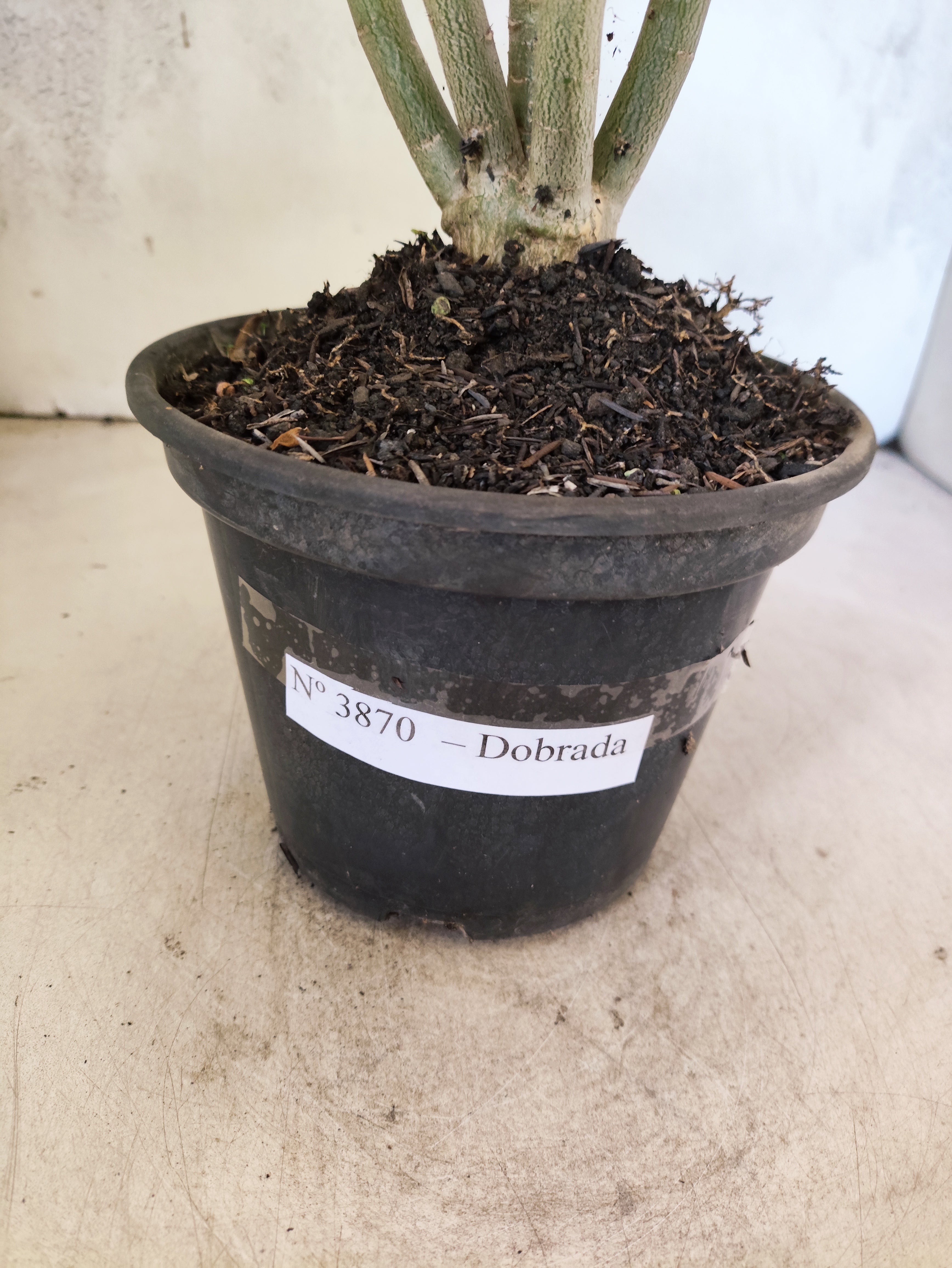 Planta Dobrada 3870 – 35cm – 03 anos