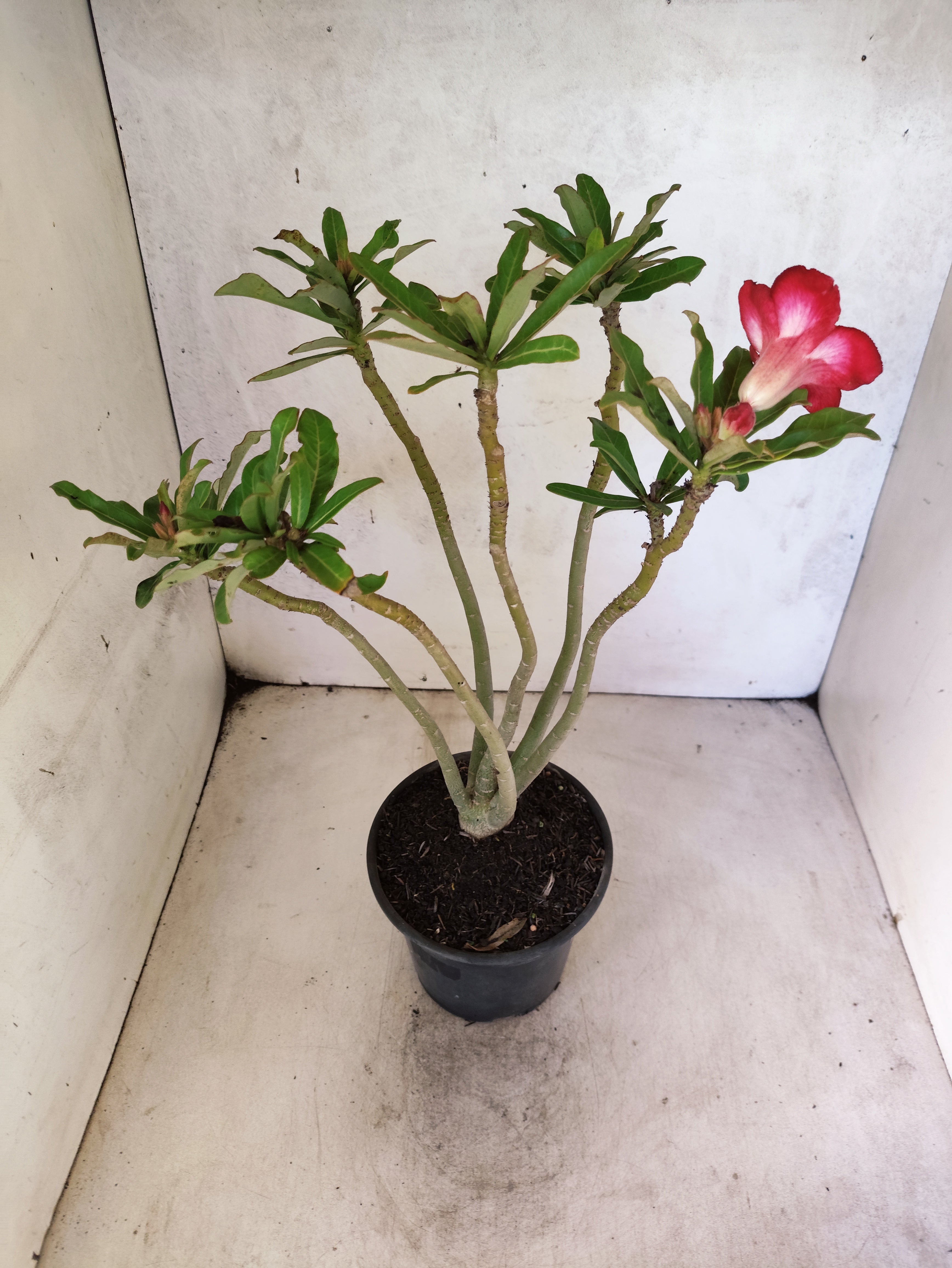 Planta Dobrada 3870 – 35cm – 03 anos