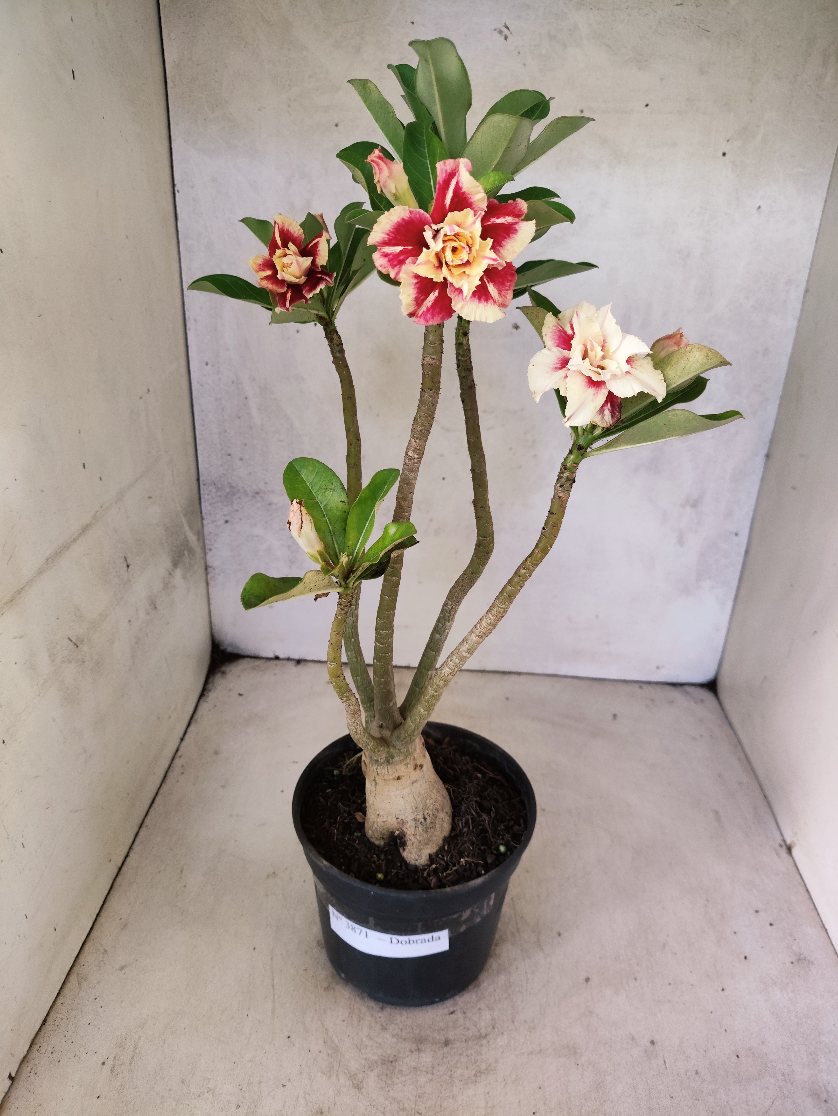 Planta Dobrada 3871 – 35cm – 03 anos