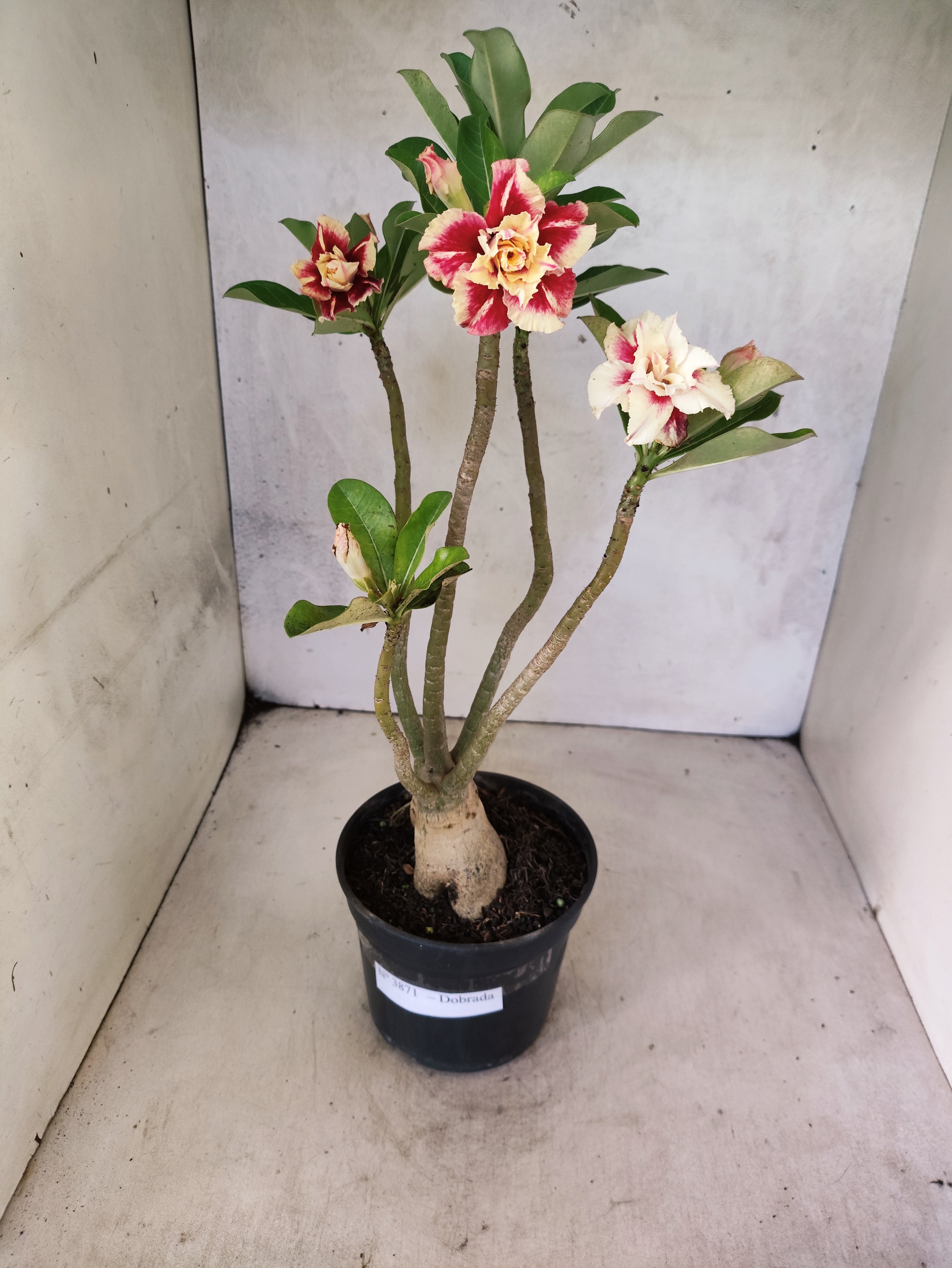 Planta Dobrada 3871 – 35cm – 03 anos