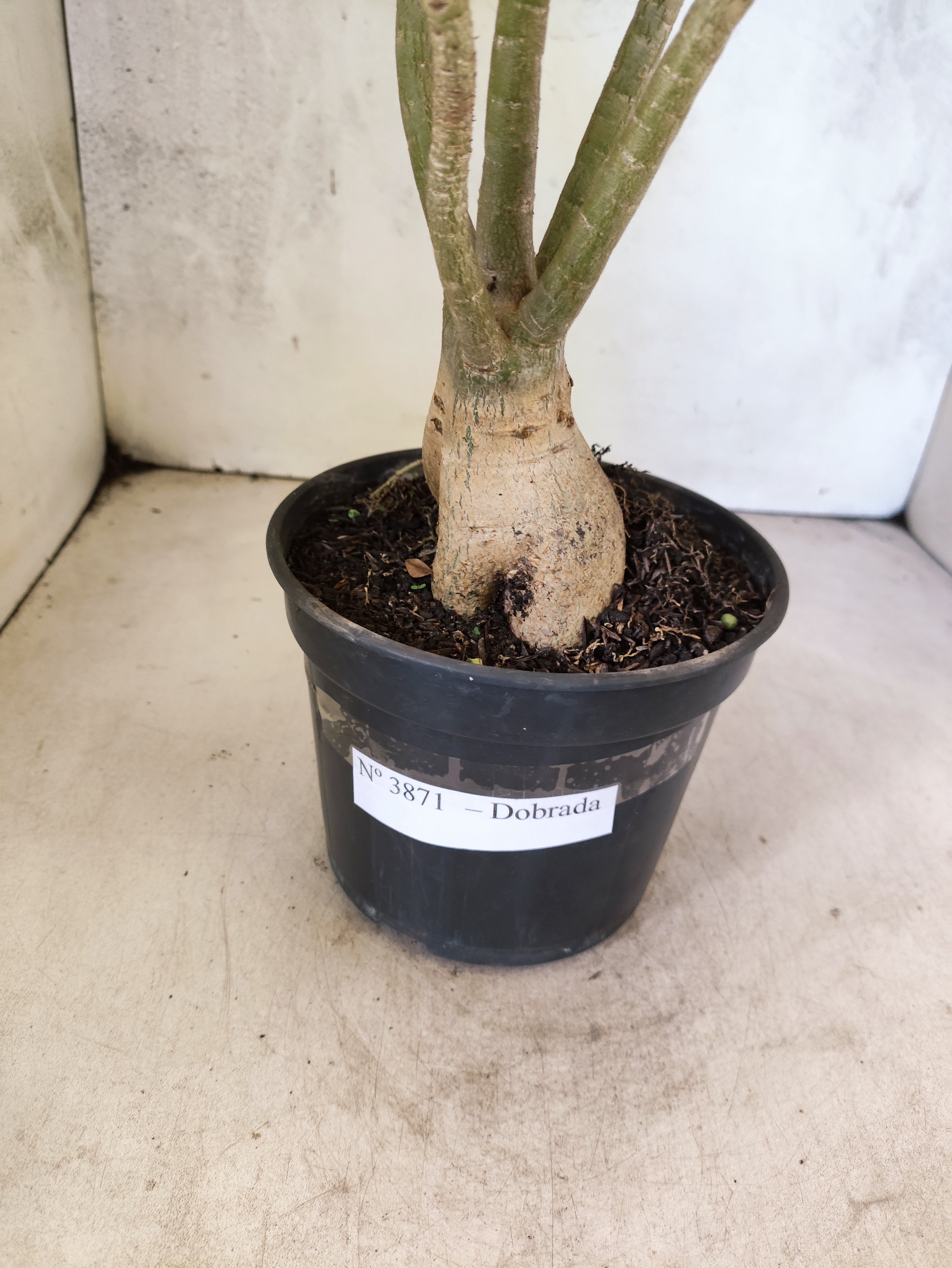 Planta Dobrada 3871 – 35cm – 03 anos