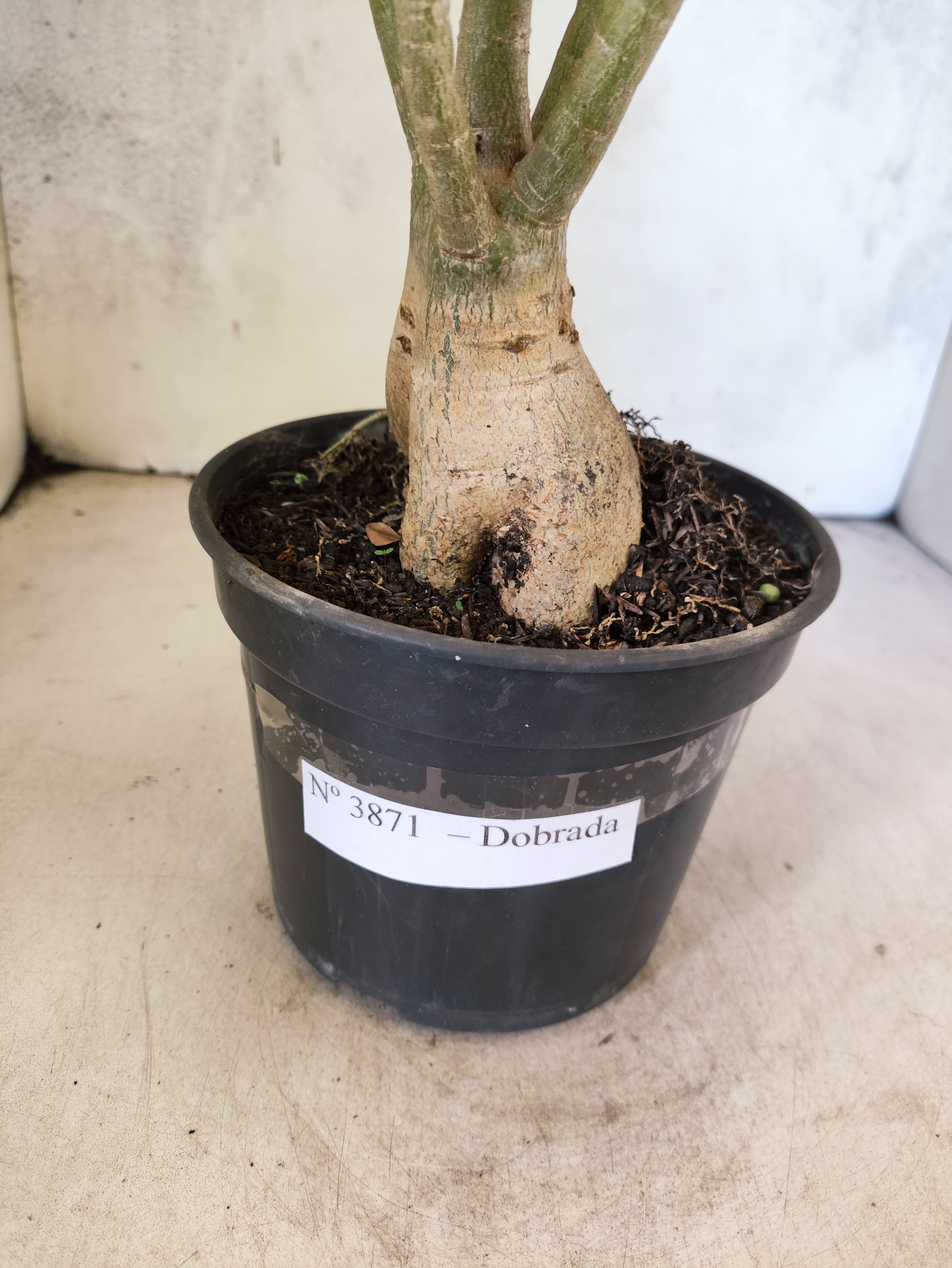 Planta Dobrada 3871 – 35cm – 03 anos