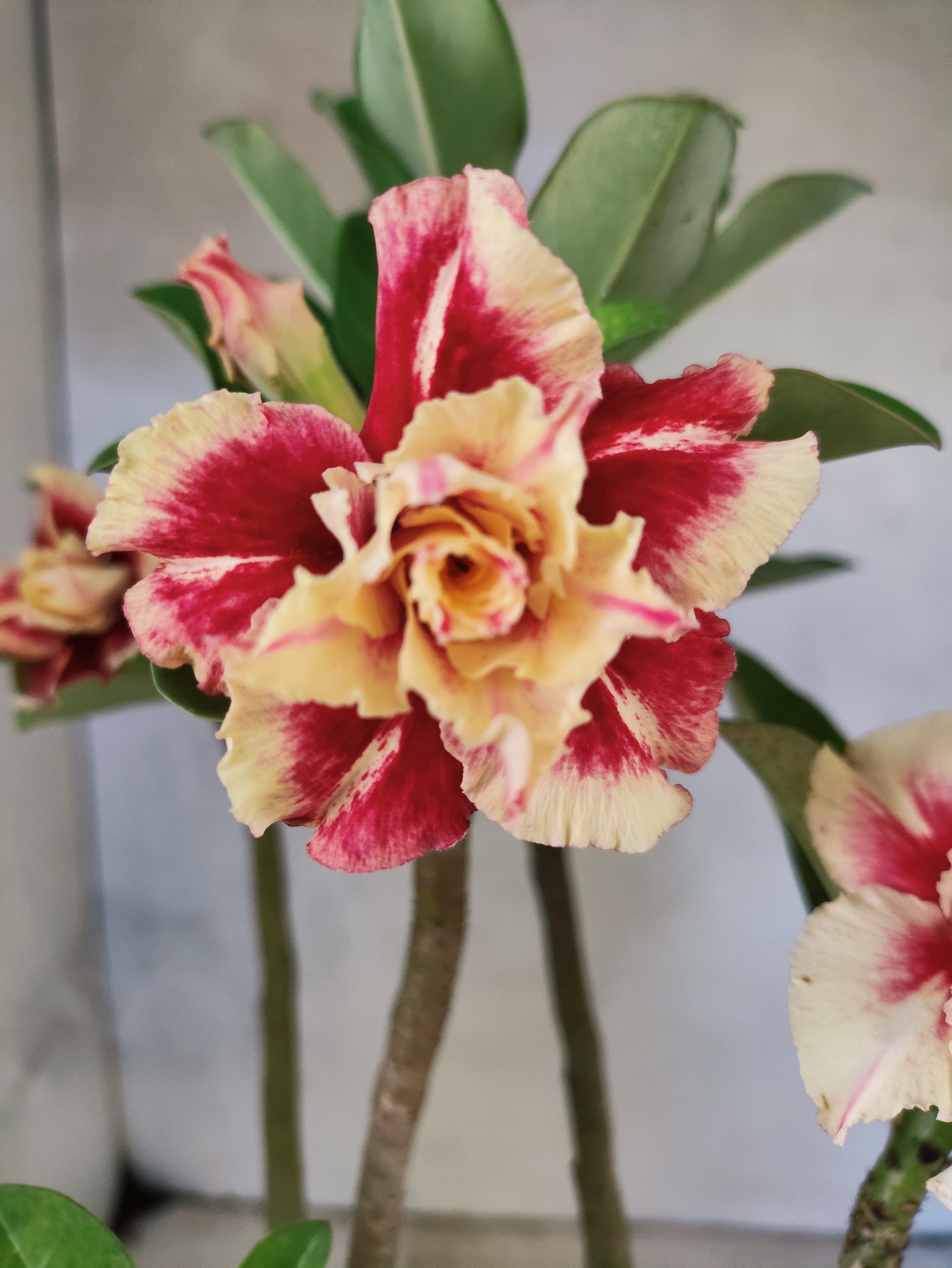 Planta Dobrada 3871 – 35cm – 03 anos