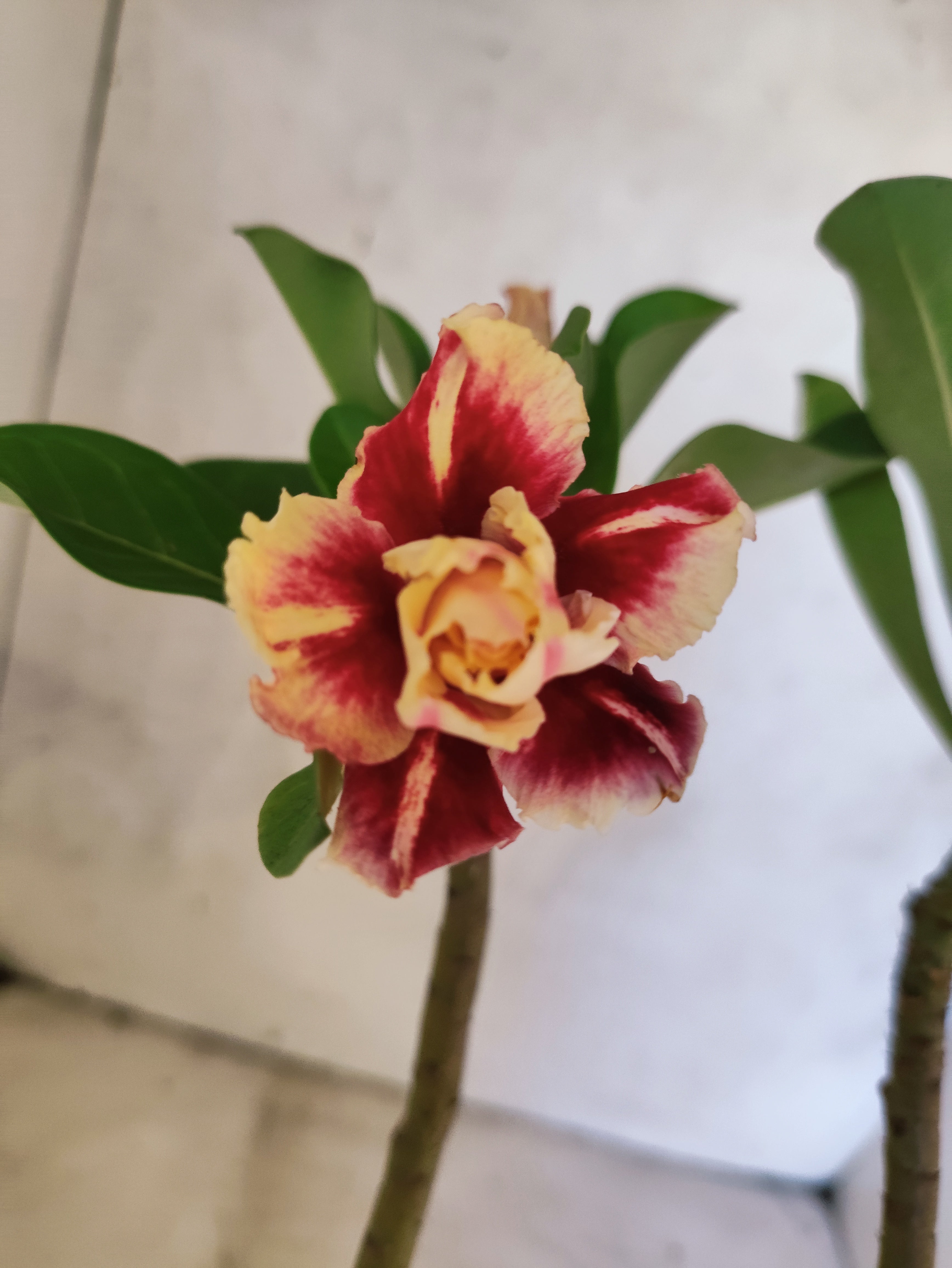 Planta Dobrada 3871 – 35cm – 03 anos