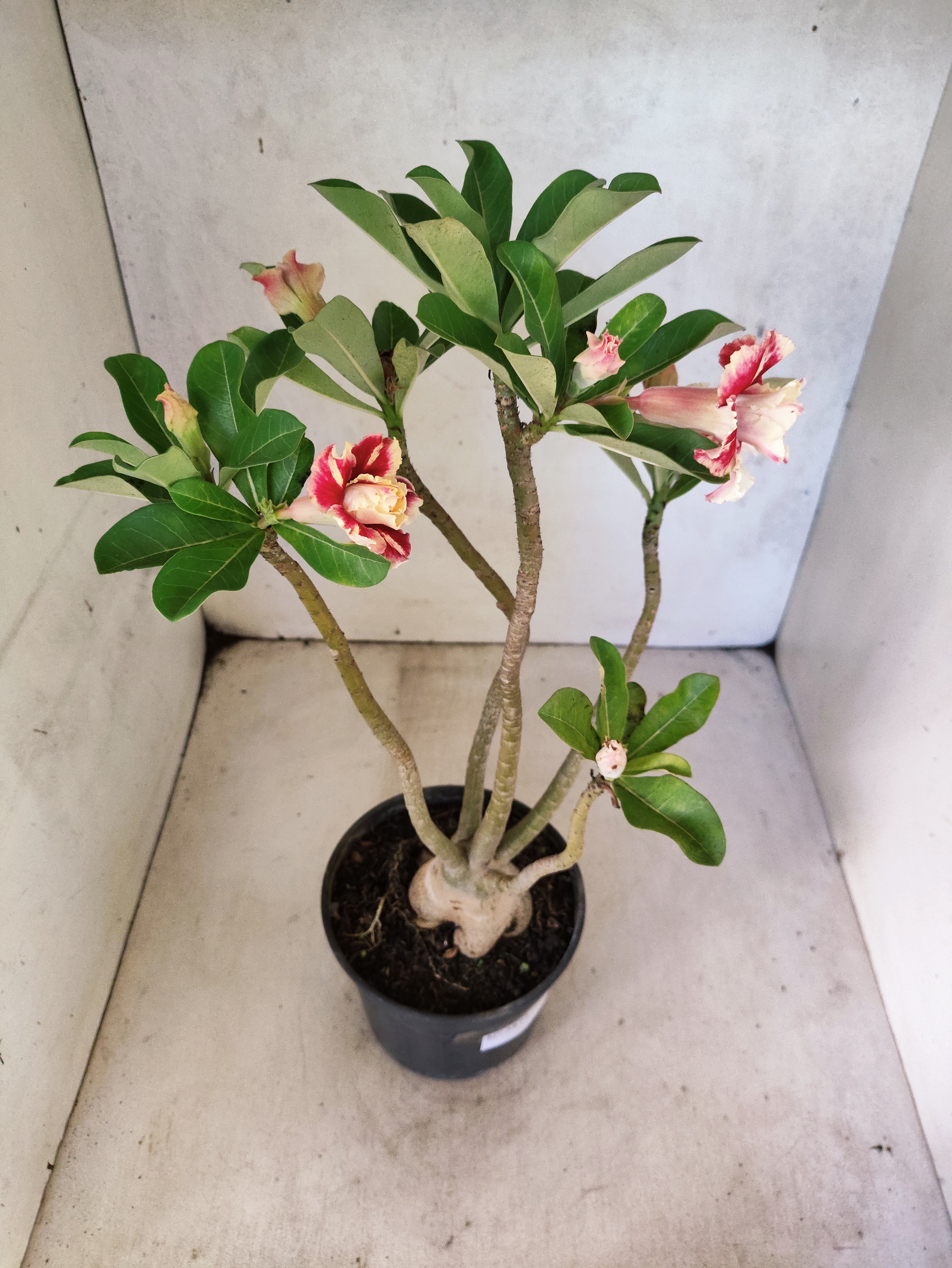 Planta Dobrada 3871 – 35cm – 03 anos