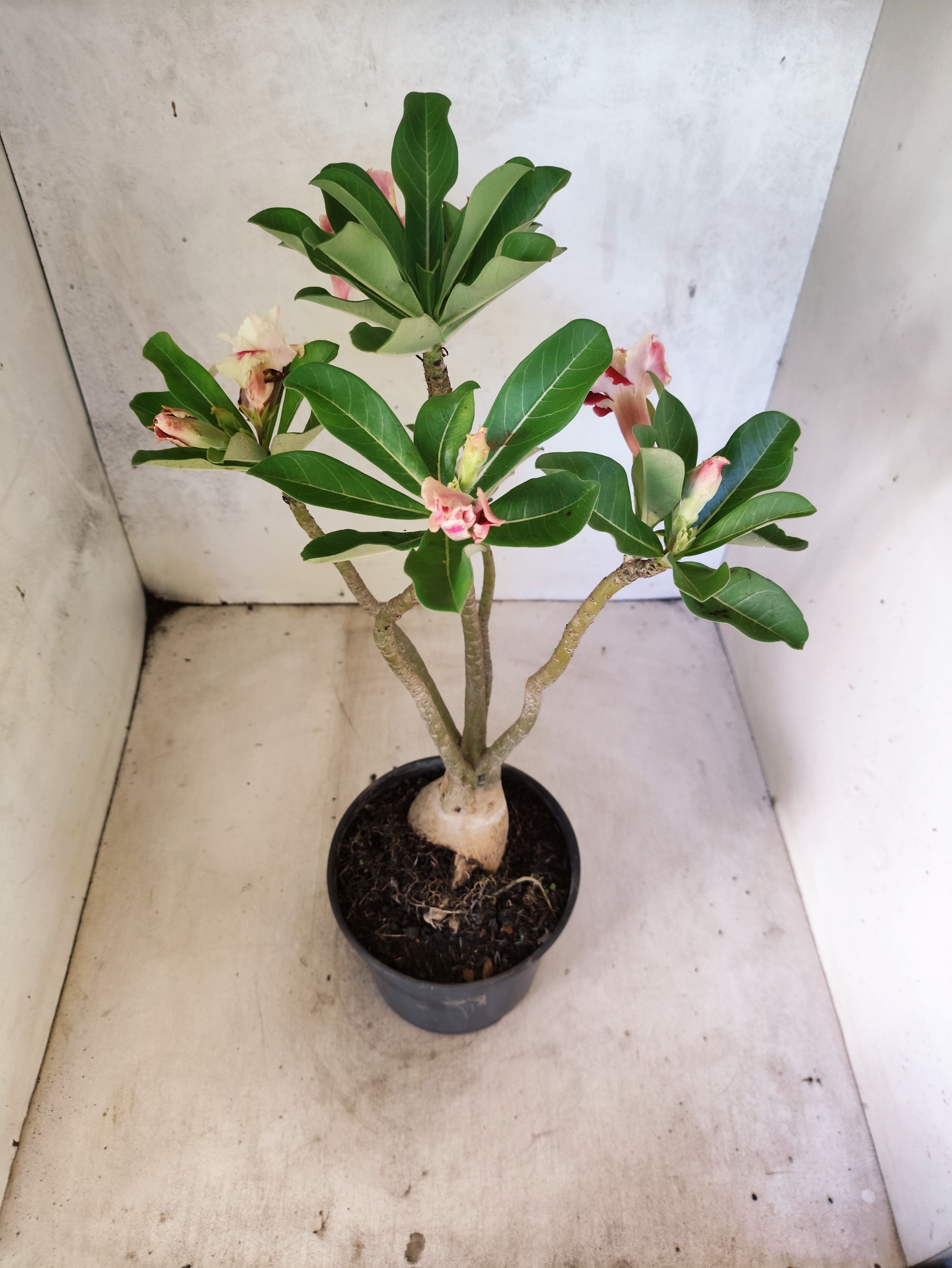 Planta Dobrada 3871 – 35cm – 03 anos