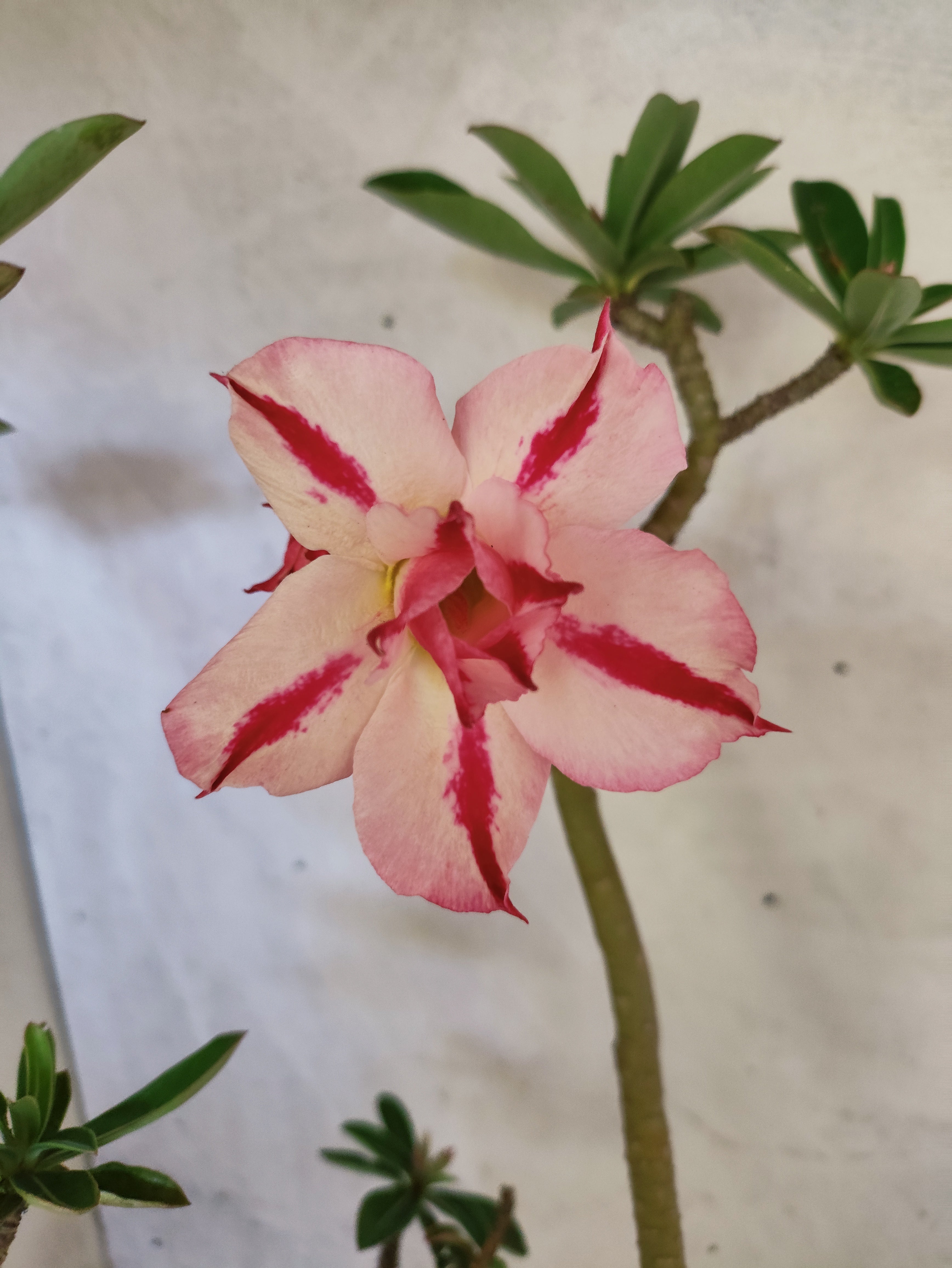 Planta Dobrada 3872 – 40cm – 03 anos