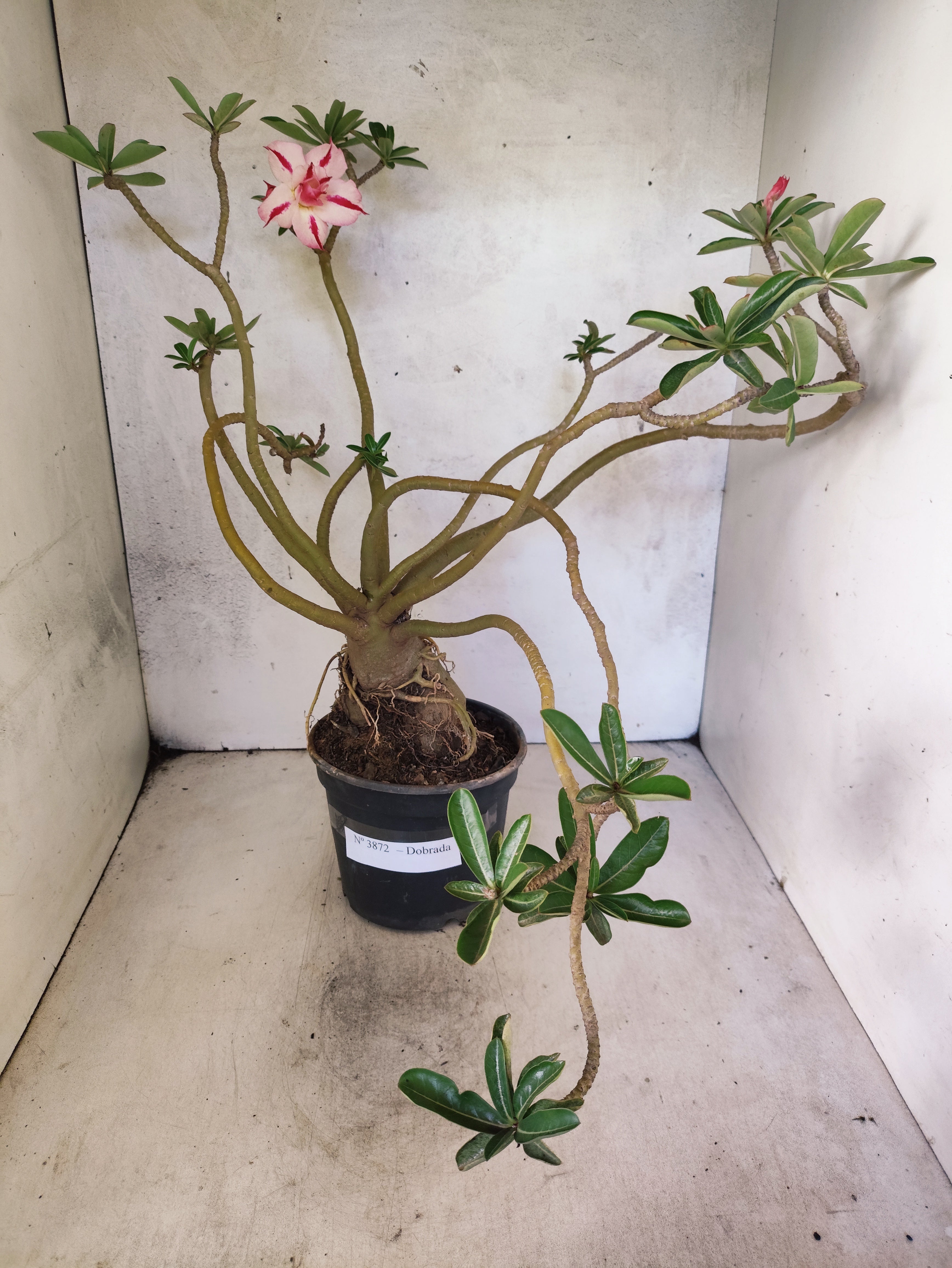 Planta Dobrada 3872 – 40cm – 03 anos