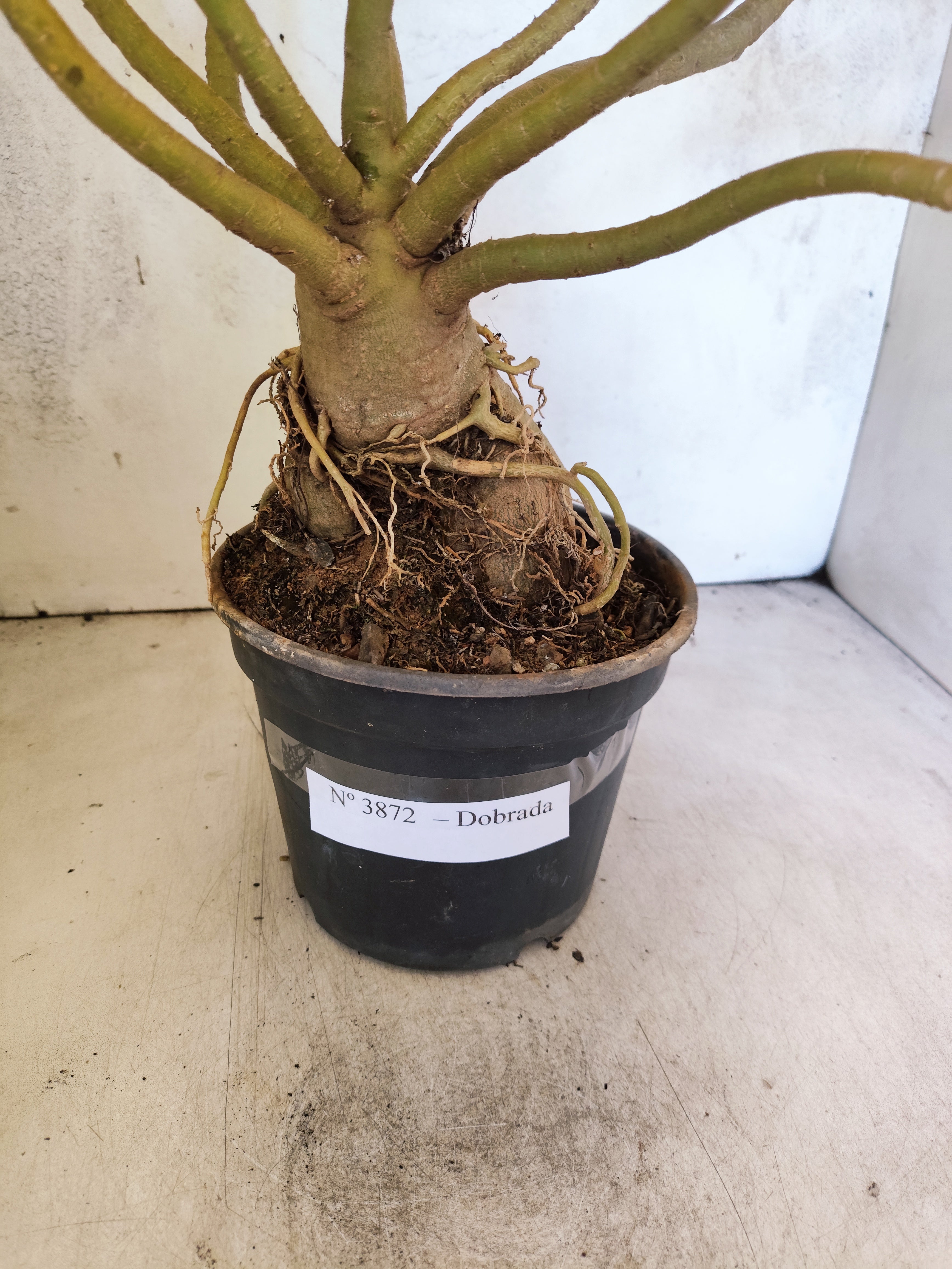 Planta Dobrada 3872 – 40cm – 03 anos