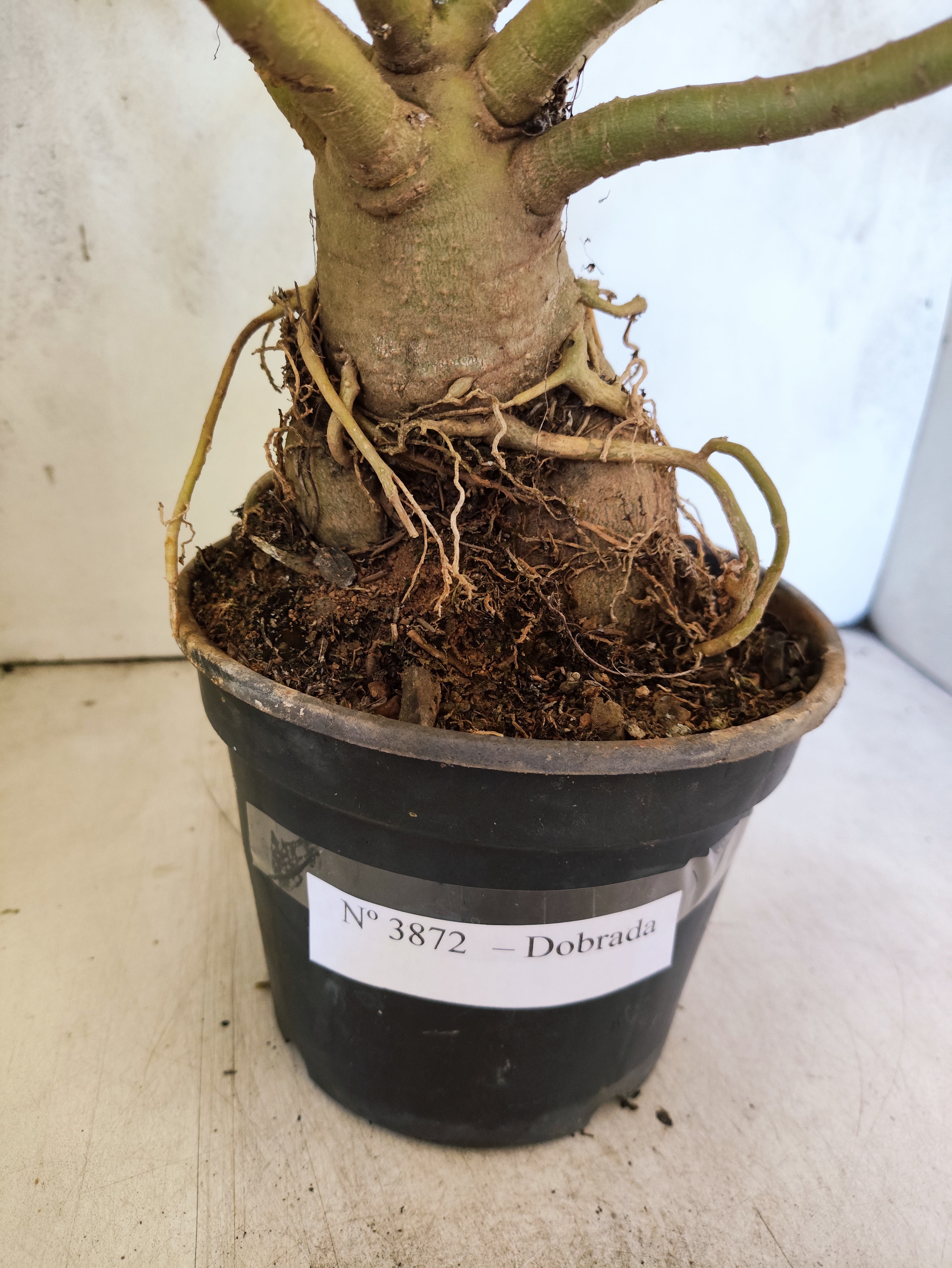 Planta Dobrada 3872 – 40cm – 03 anos