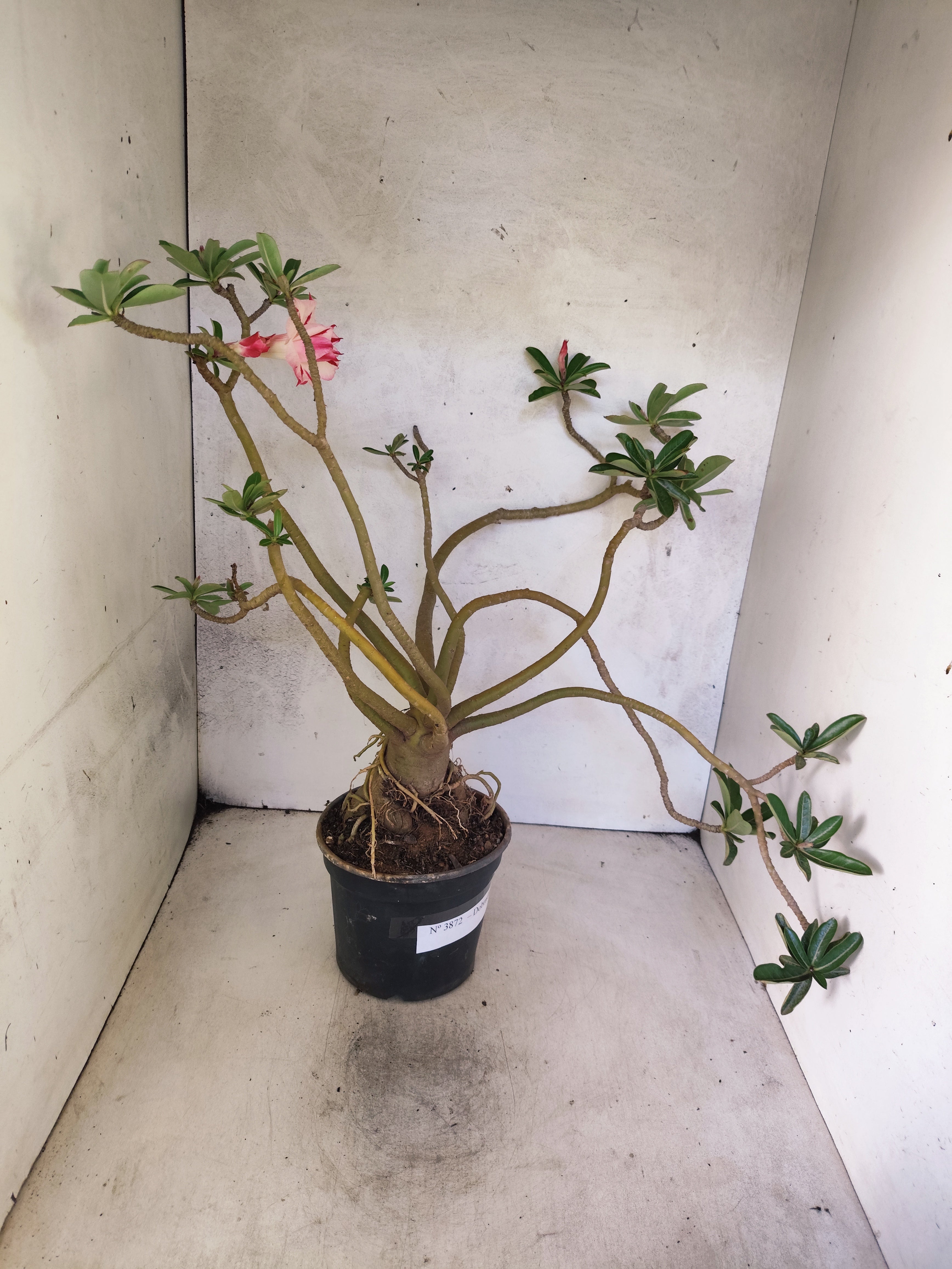 Planta Dobrada 3872 – 40cm – 03 anos