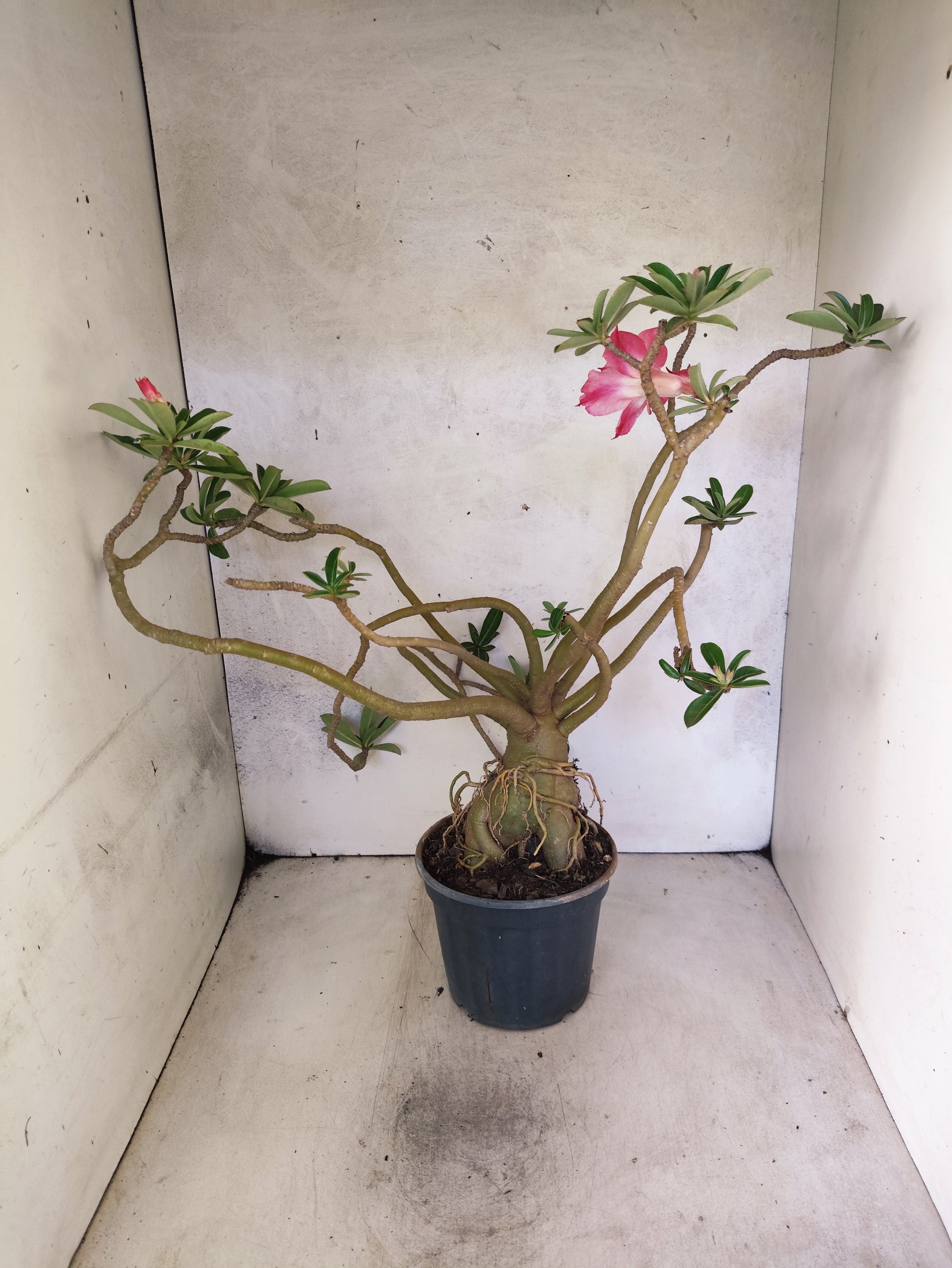 Planta Dobrada 3872 – 40cm – 03 anos