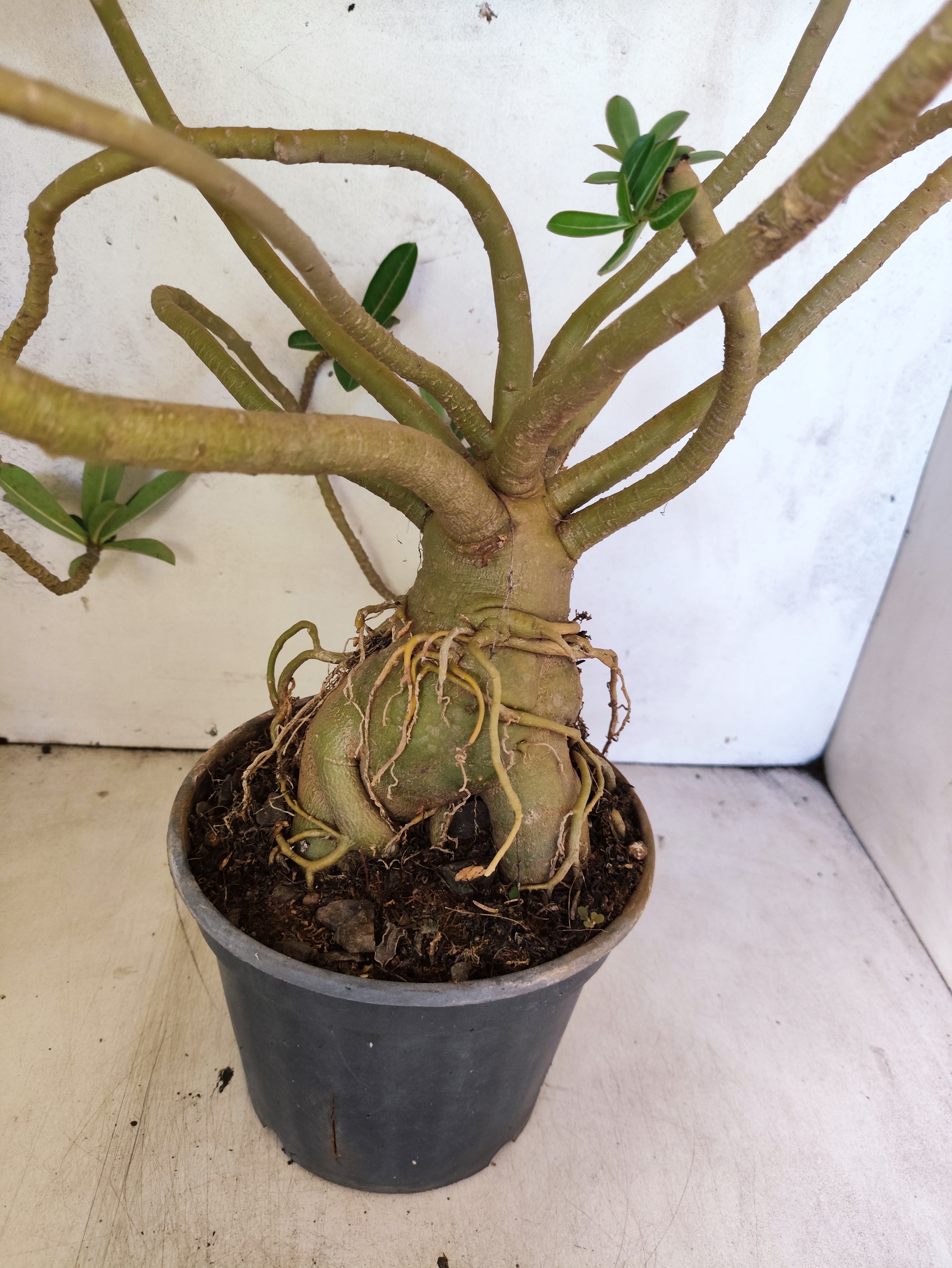Planta Dobrada 3872 – 40cm – 03 anos