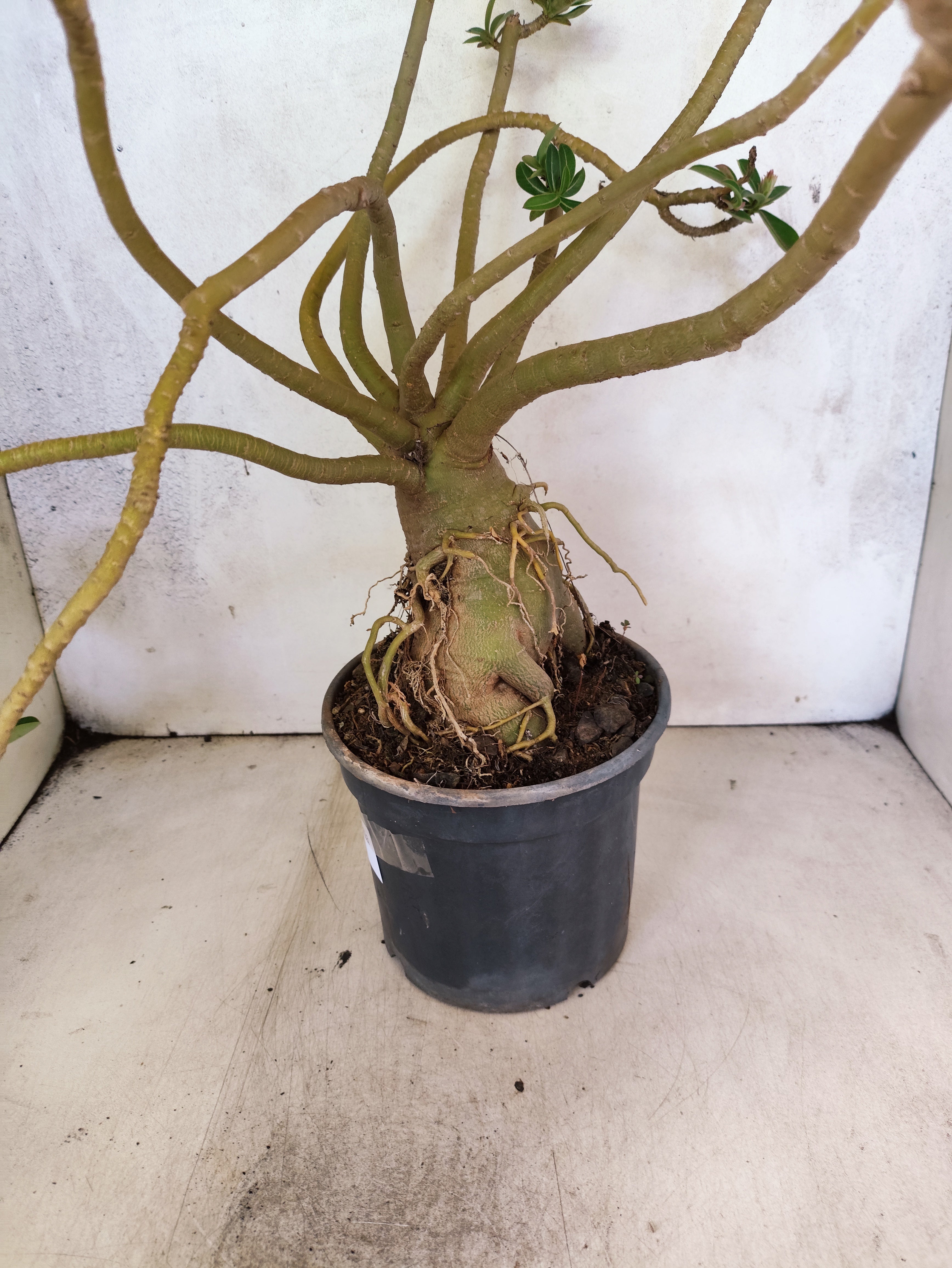 Planta Dobrada 3872 – 40cm – 03 anos