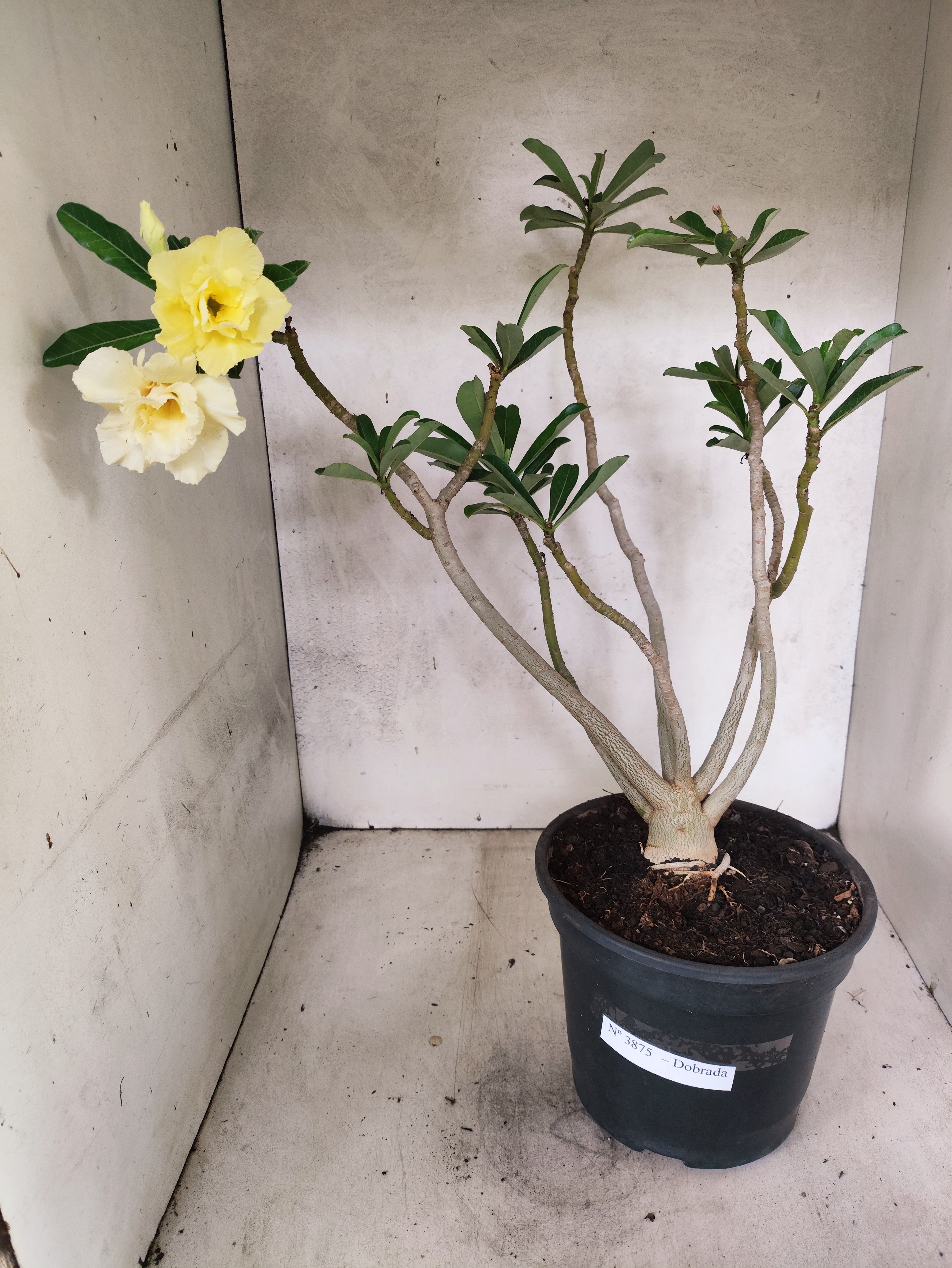 Planta Dobrada 3875 – 40cm – 03 anos