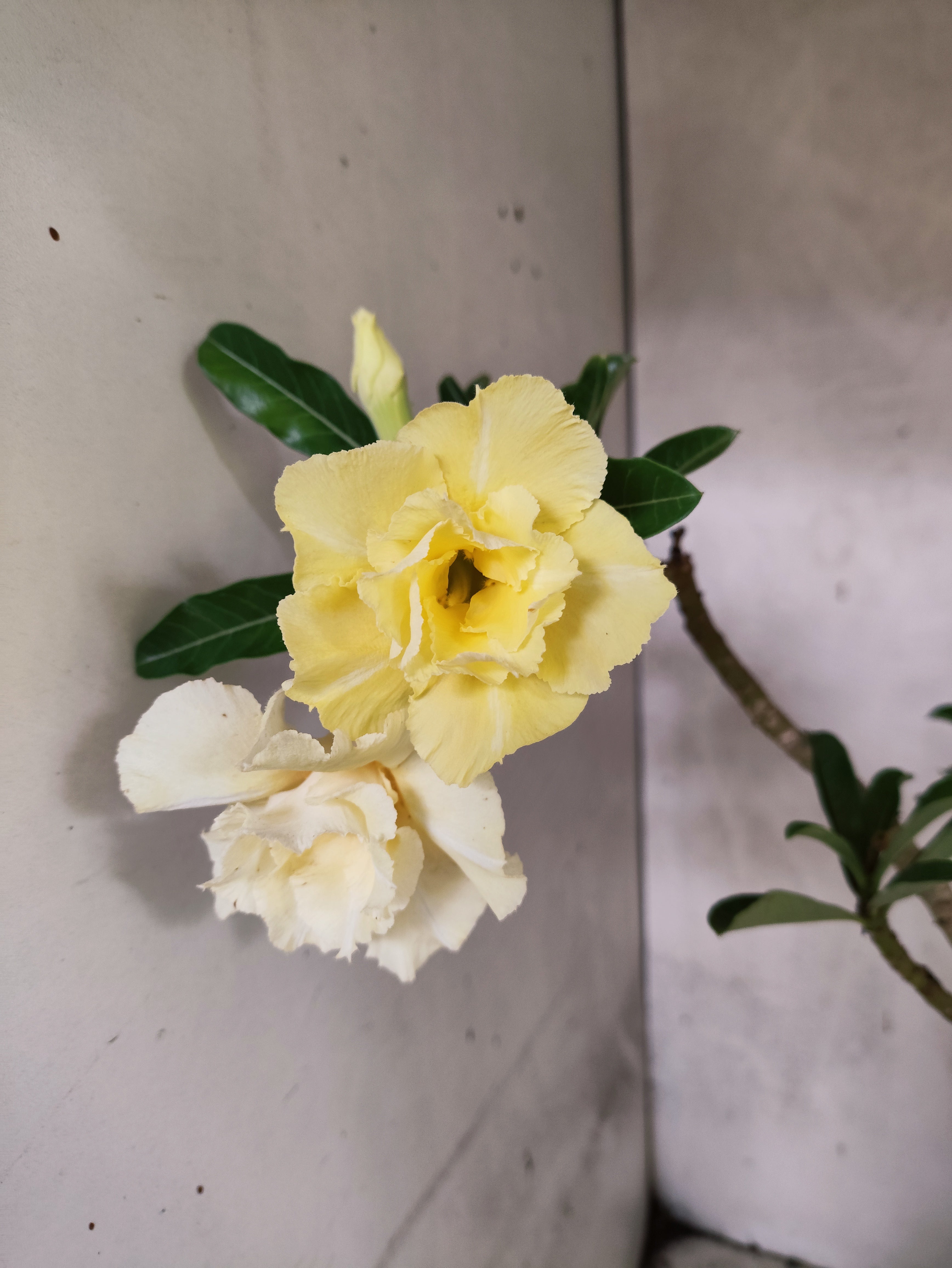 Planta Dobrada 3875 – 40cm – 03 anos