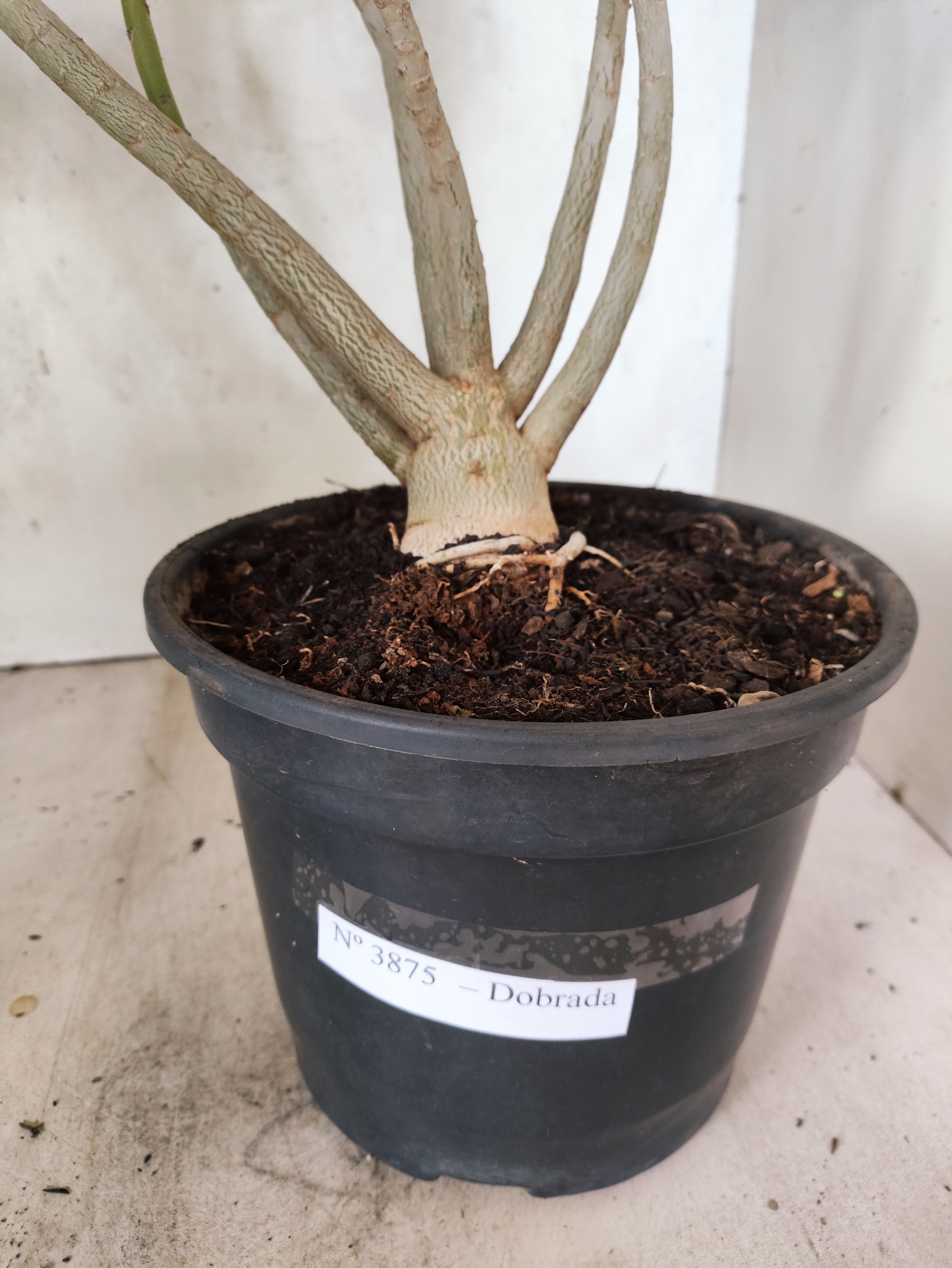 Planta Dobrada 3875 – 40cm – 03 anos