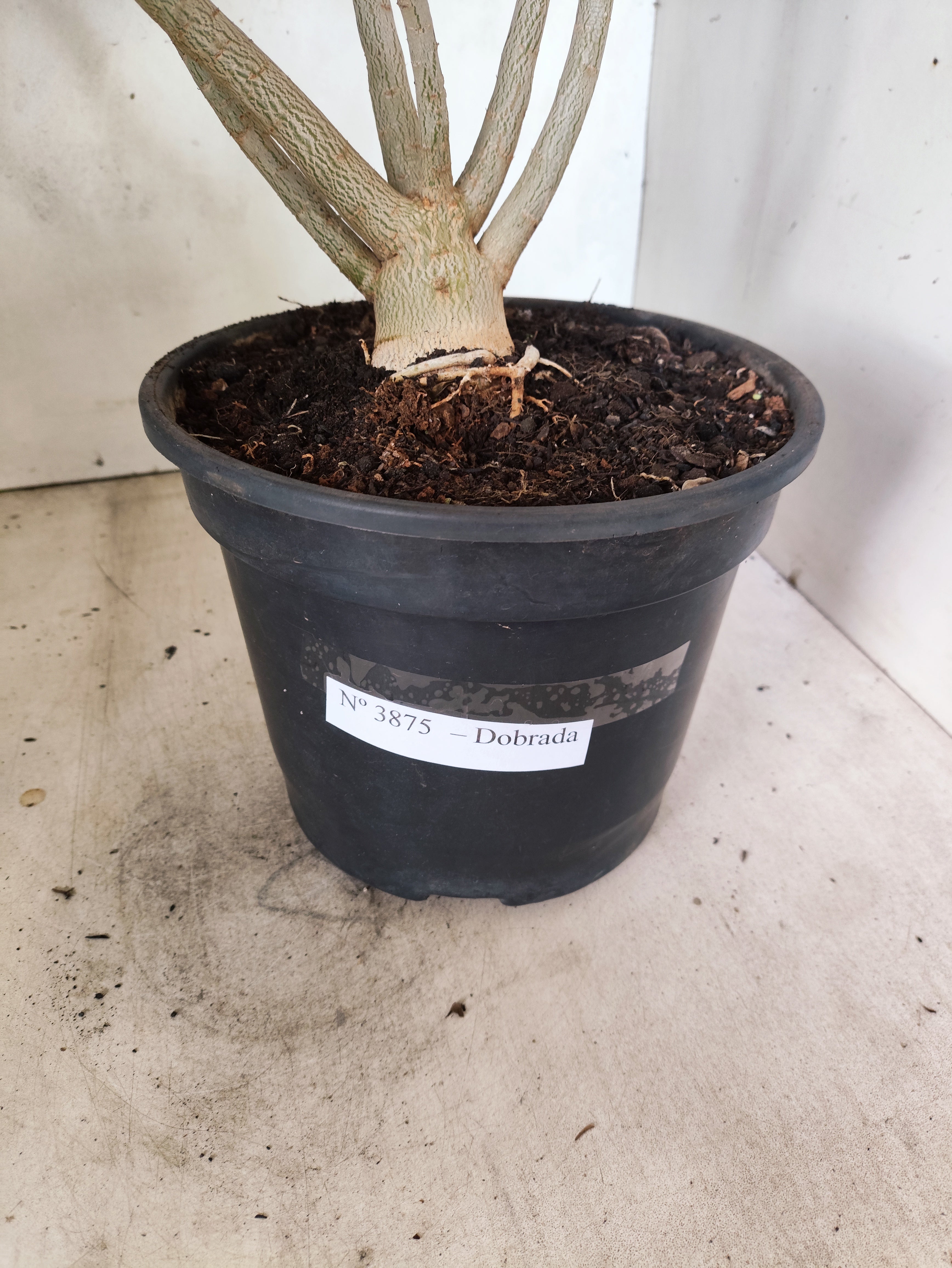 Planta Dobrada 3875 – 40cm – 03 anos