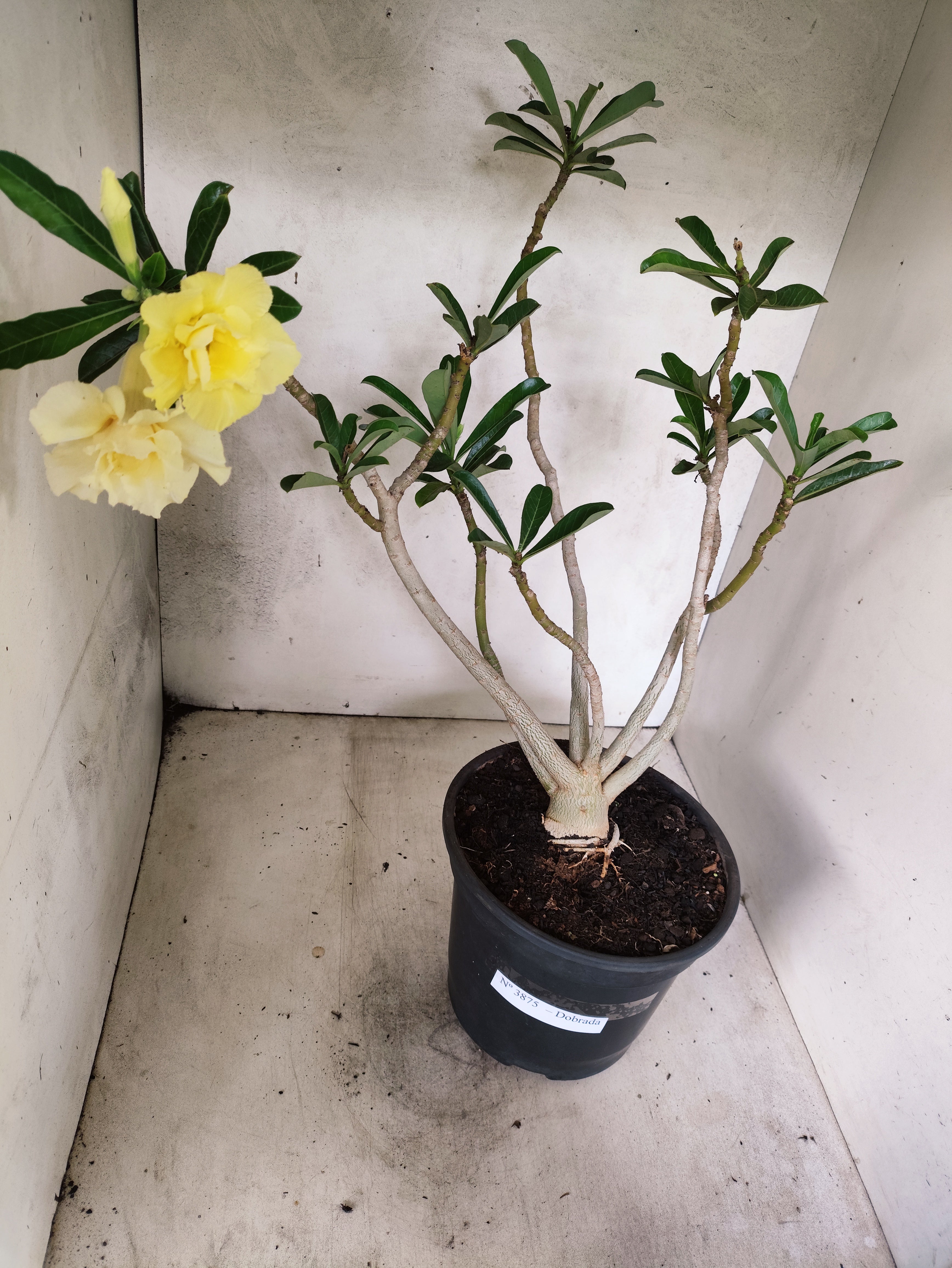 Planta Dobrada 3875 – 40cm – 03 anos