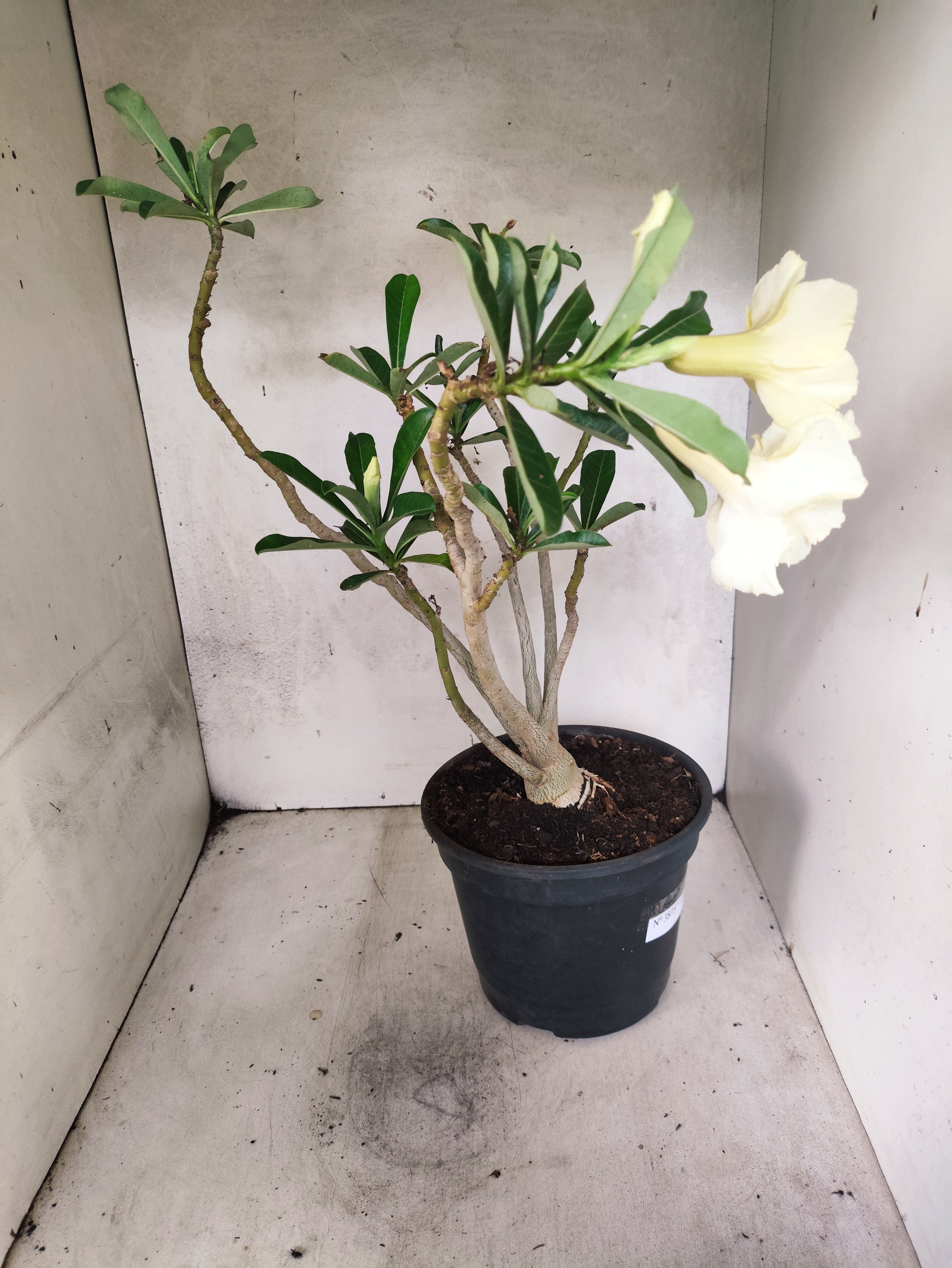 Planta Dobrada 3875 – 40cm – 03 anos