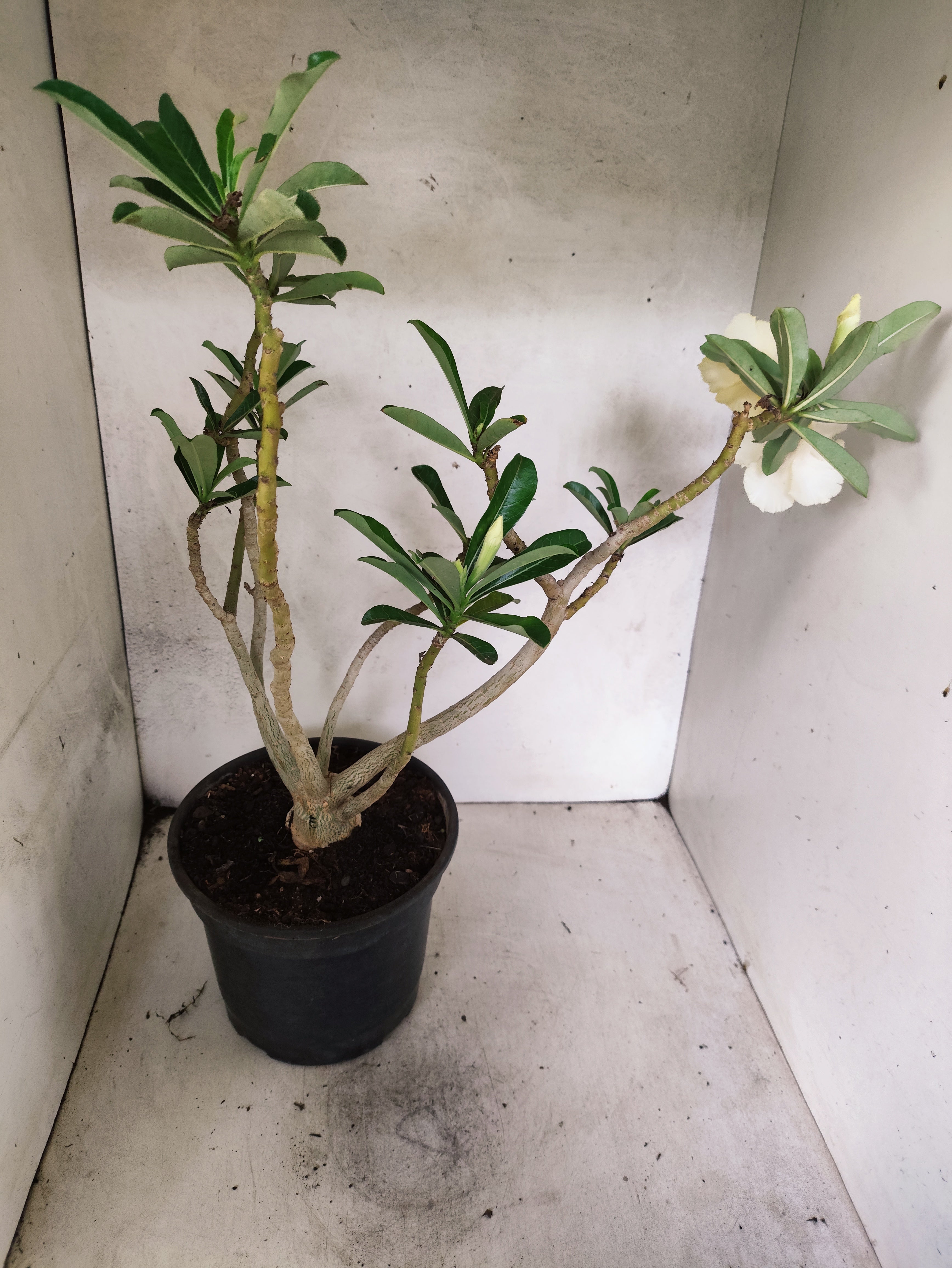 Planta Dobrada 3875 – 40cm – 03 anos