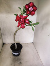 Planta Dobrada 3876 – 30cm – 02 anos
