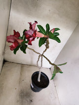 Planta Dobrada 3876 – 30cm – 02 anos