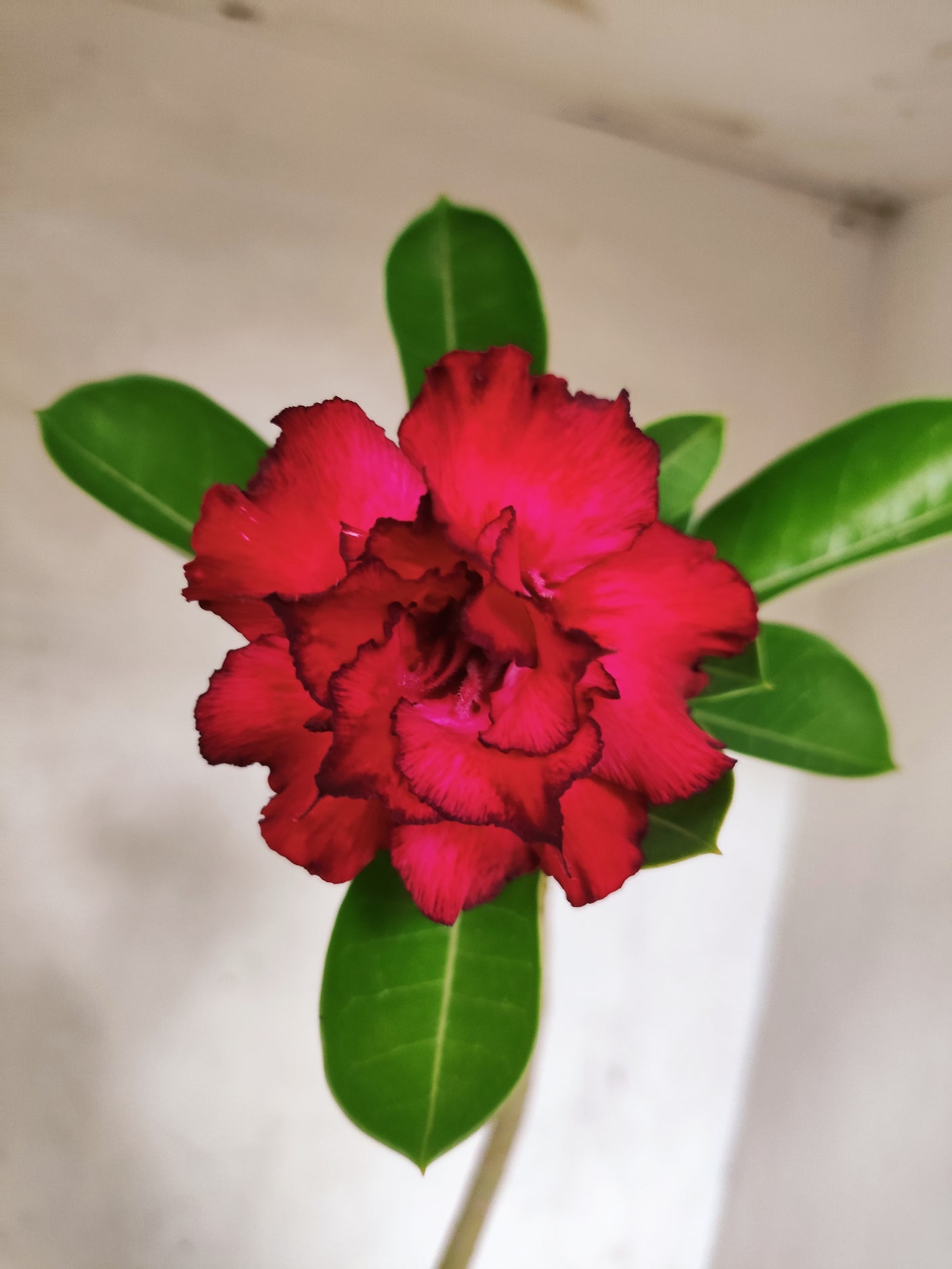 Planta Dobrada 3877 – 30cm – 02 anos