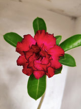 Planta Dobrada 3877 – 30cm – 02 anos