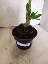 Planta Dobrada 3877 – 30cm – 02 anos