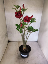 Planta Dobrada 3878 – 35cm – 03 anos