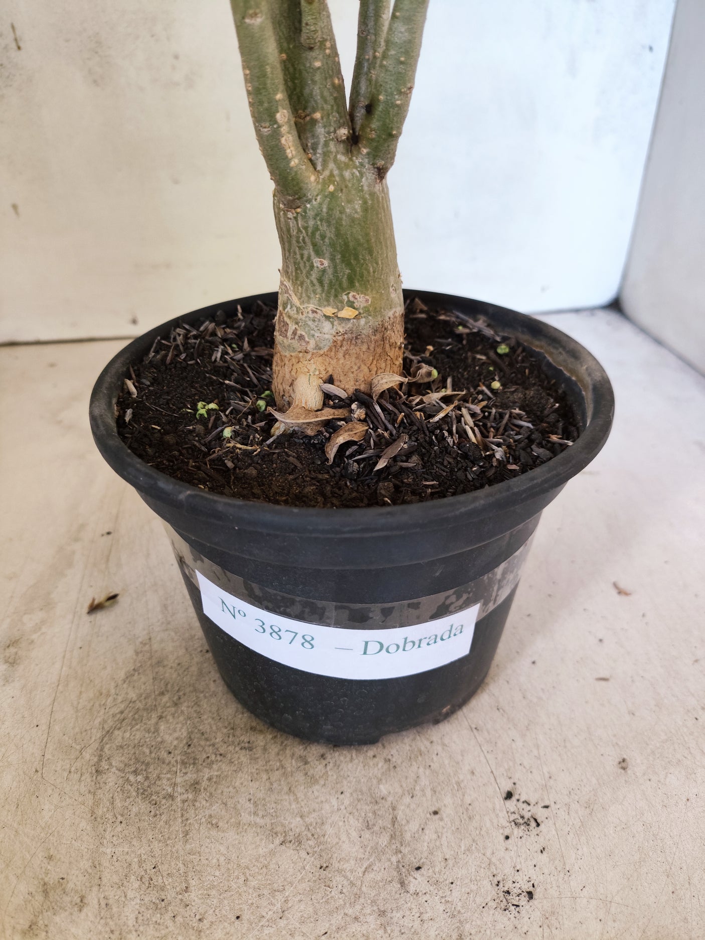 Planta Dobrada 3878 – 35cm – 03 anos