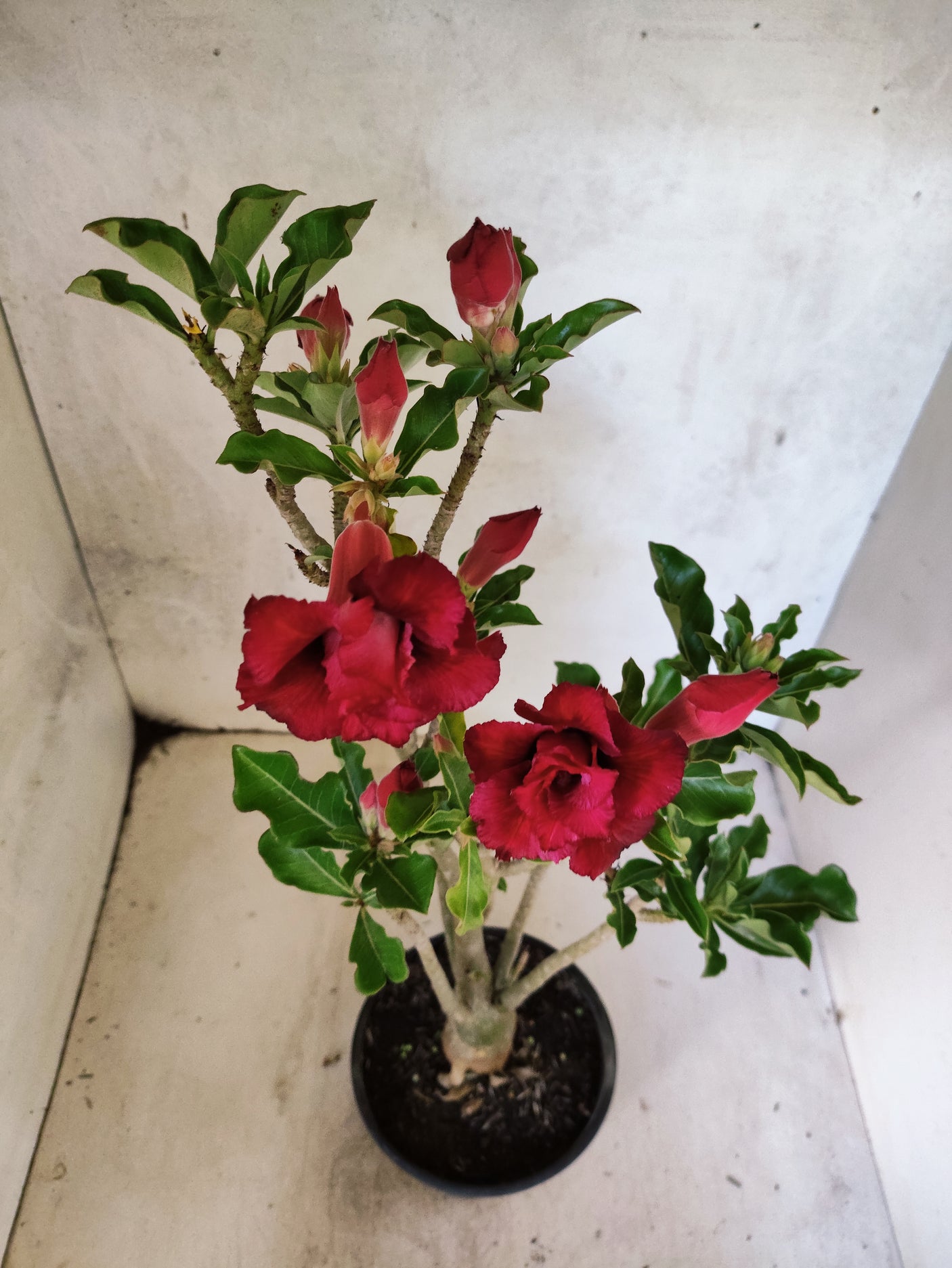 Planta Dobrada 3878 – 35cm – 03 anos