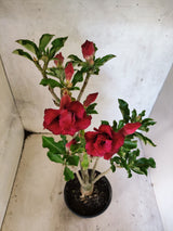 Planta Dobrada 3878 – 35cm – 03 anos