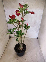 Planta Dobrada 3878 – 35cm – 03 anos