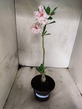 Planta Dobrada 3880 – 30cm – 02 anos