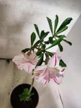 Planta Dobrada 3880 – 30cm – 02 anos