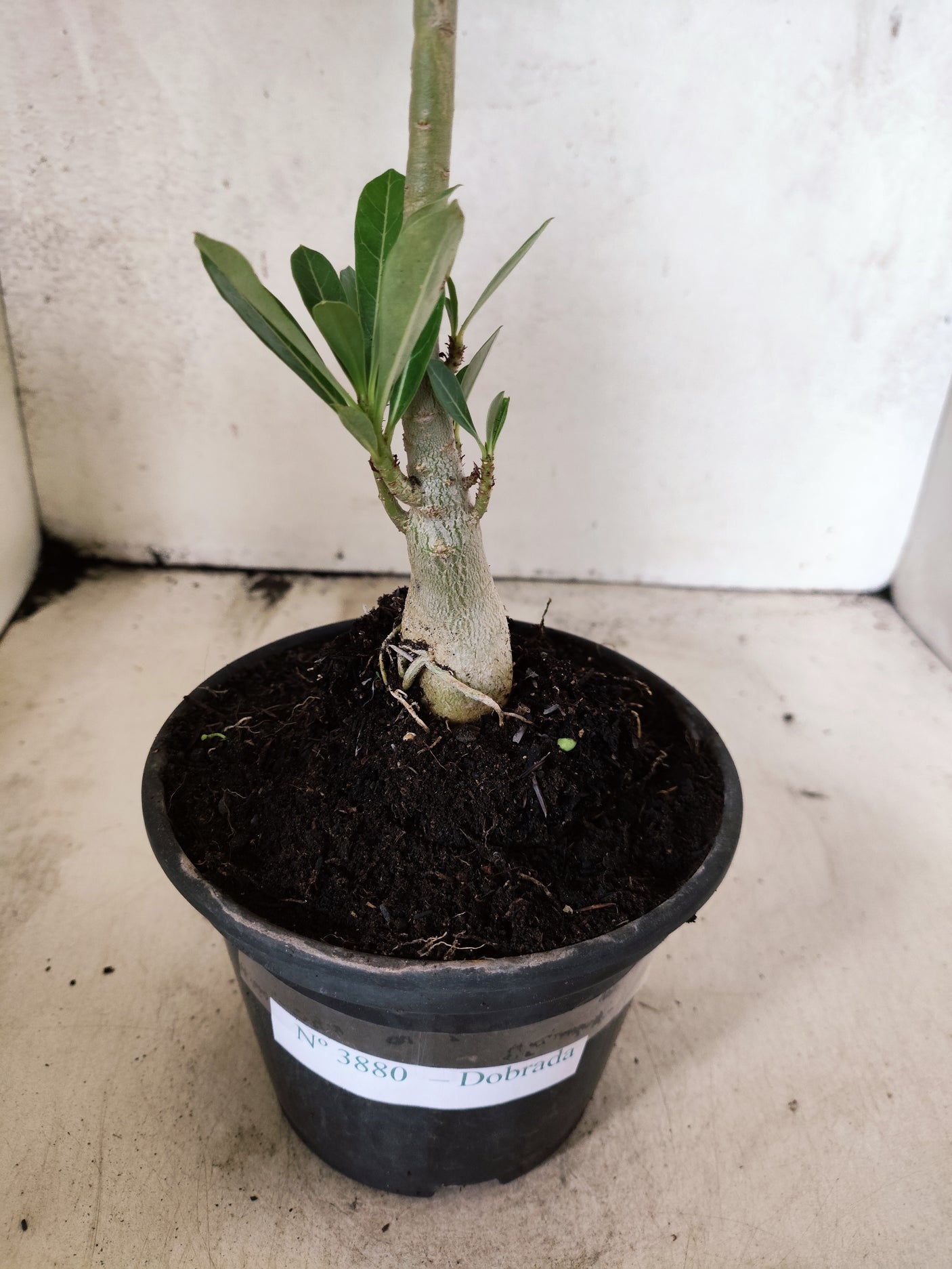 Planta Dobrada 3880 – 30cm – 02 anos