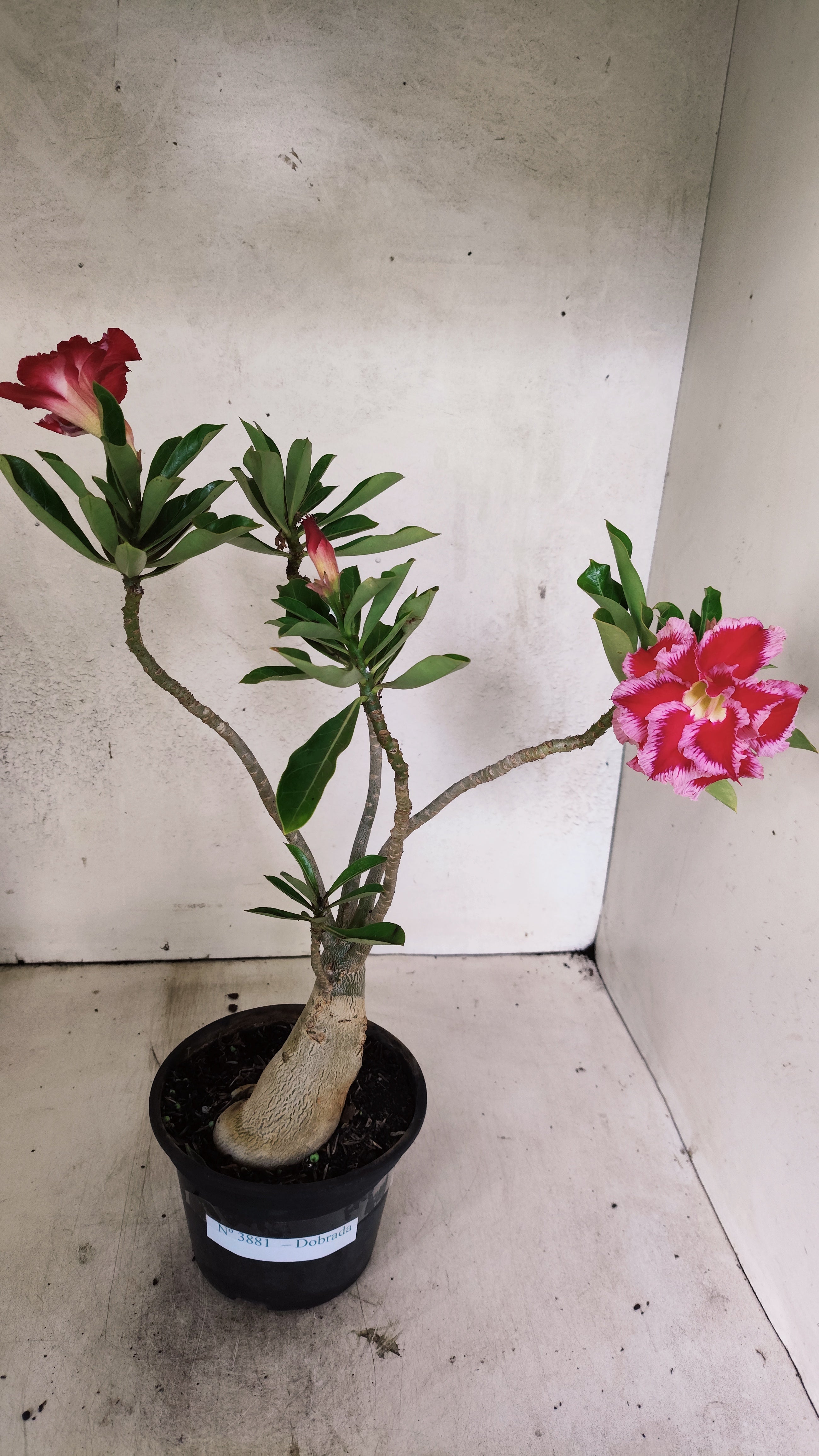 Planta Dobrada 3881 – 30cm – 03 anos