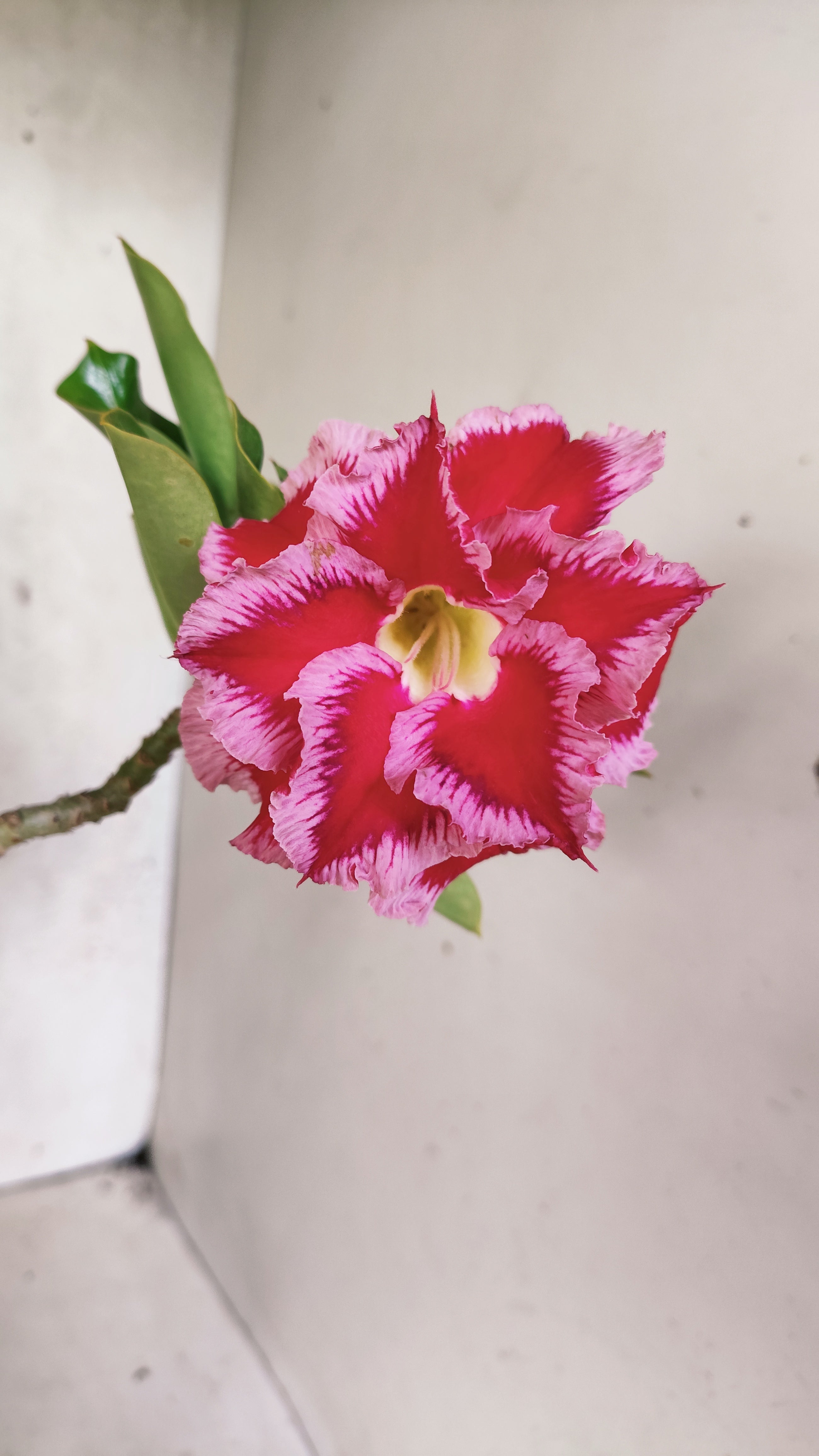 Planta Dobrada 3881 – 30cm – 03 anos