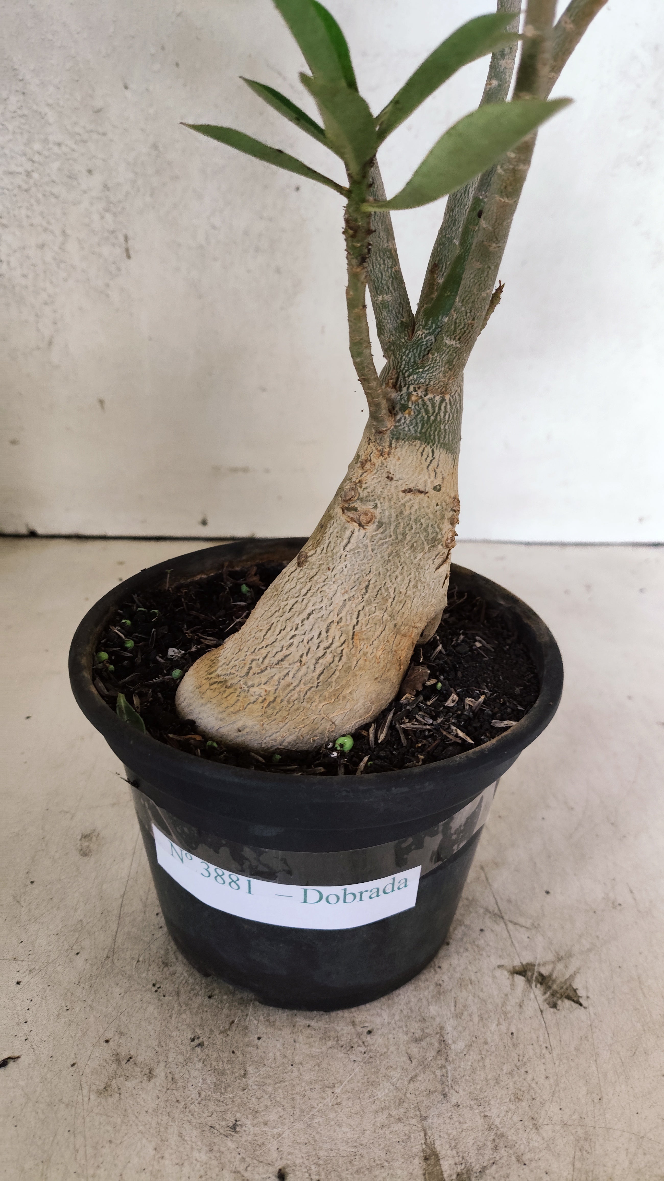 Planta Dobrada 3881 – 30cm – 03 anos