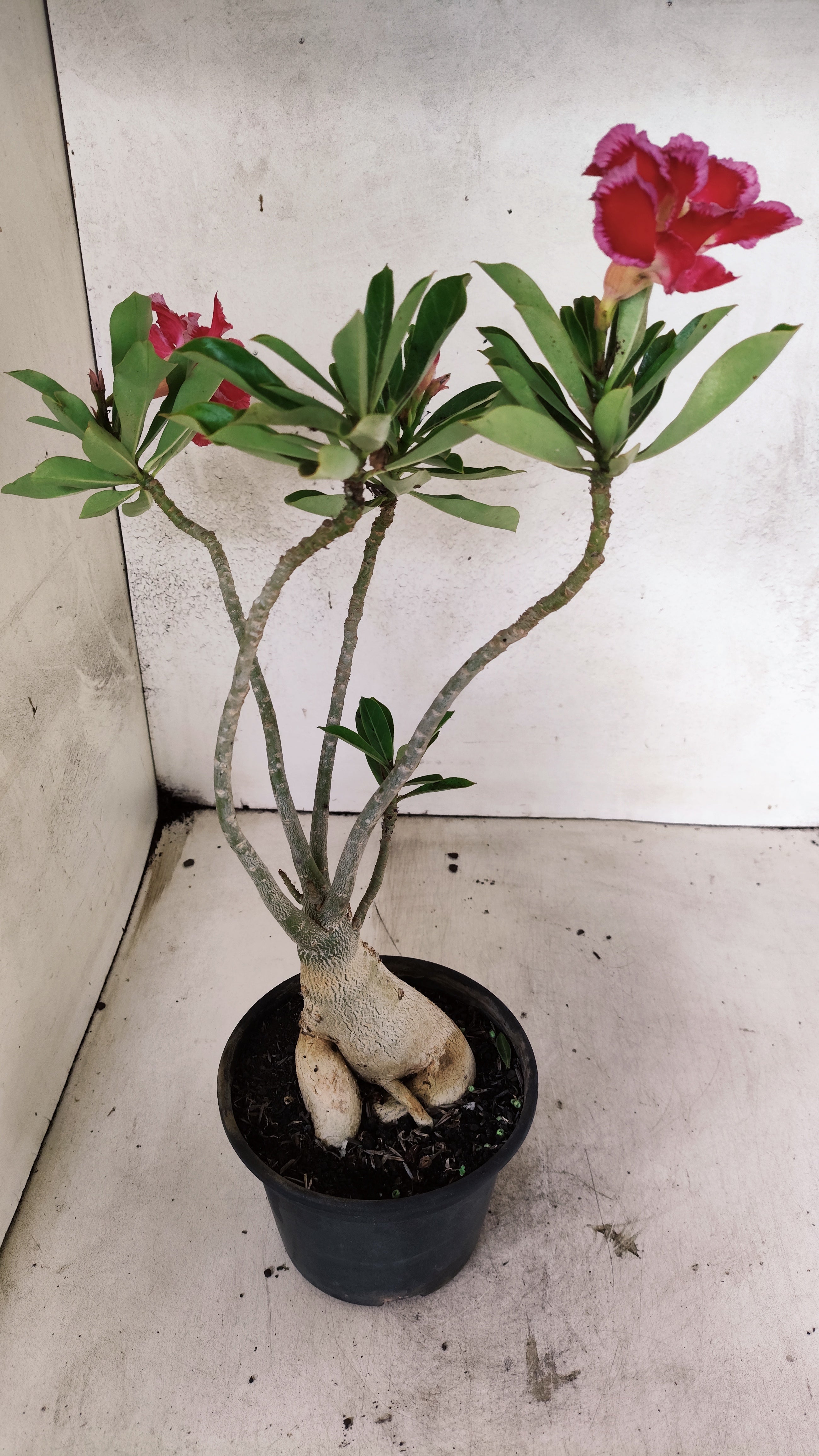 Planta Dobrada 3881 – 30cm – 03 anos