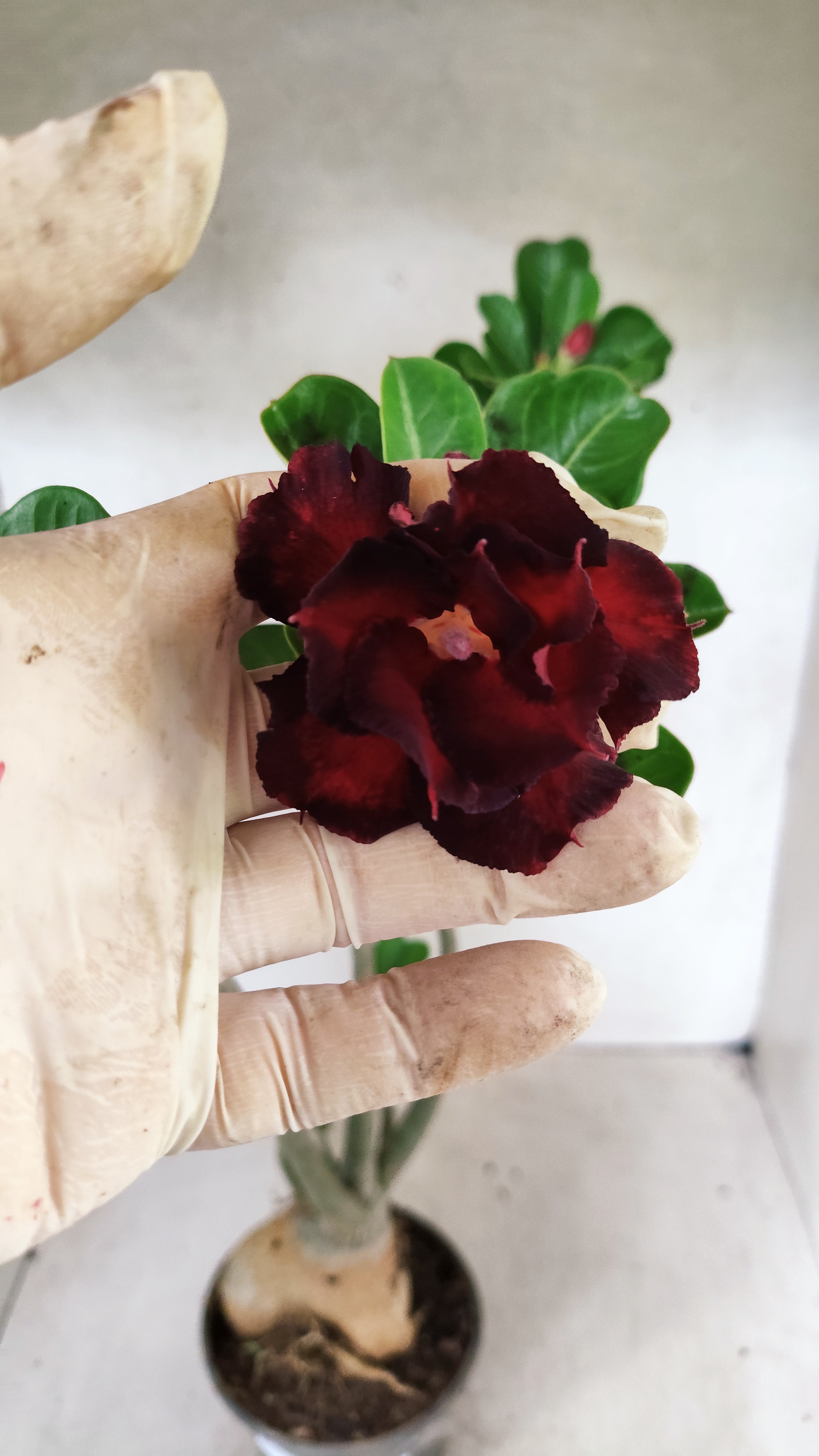 Planta Dobrada 3882 – 40cm – 03 anos