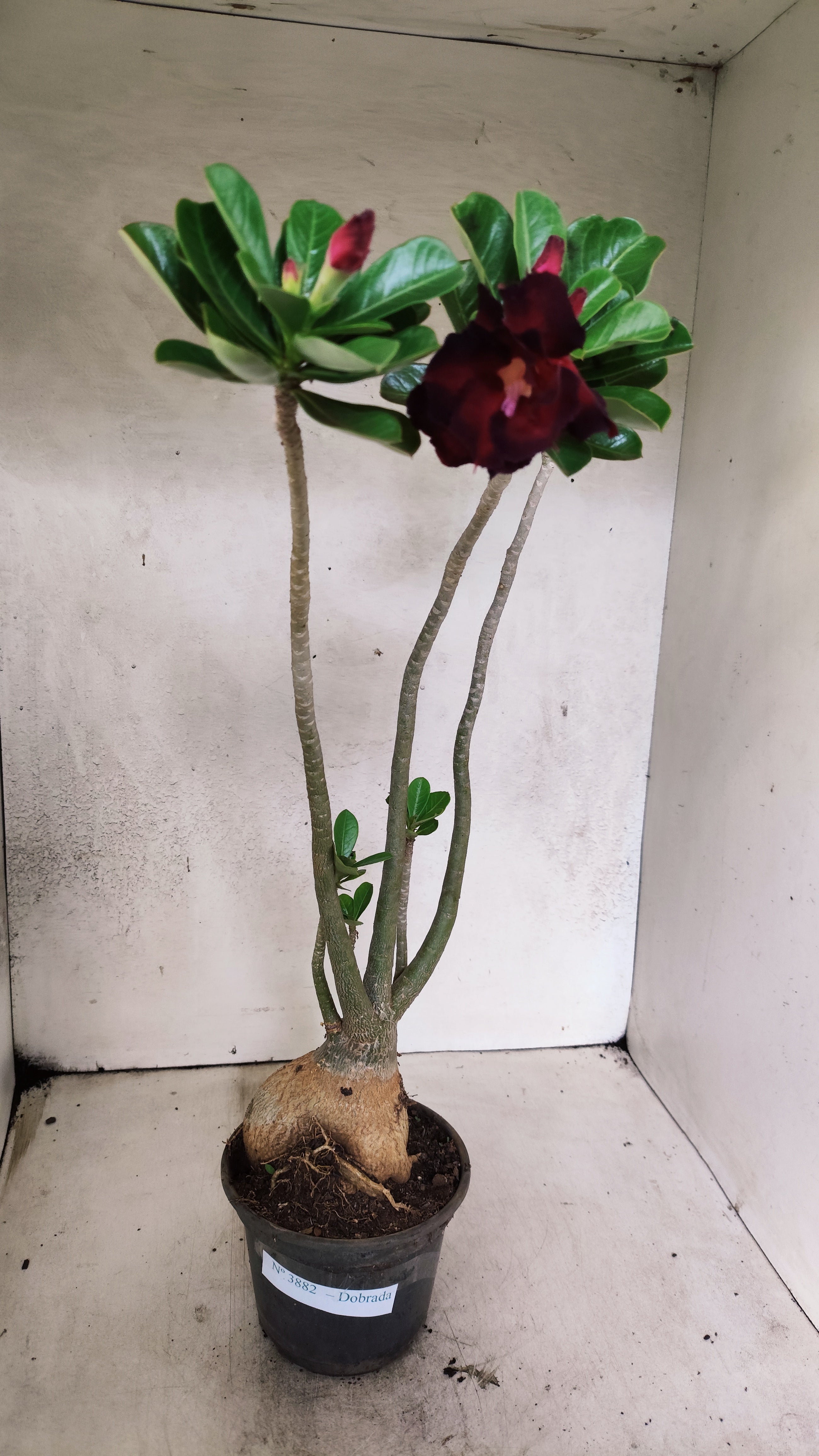 Planta Dobrada 3882 – 40cm – 03 anos