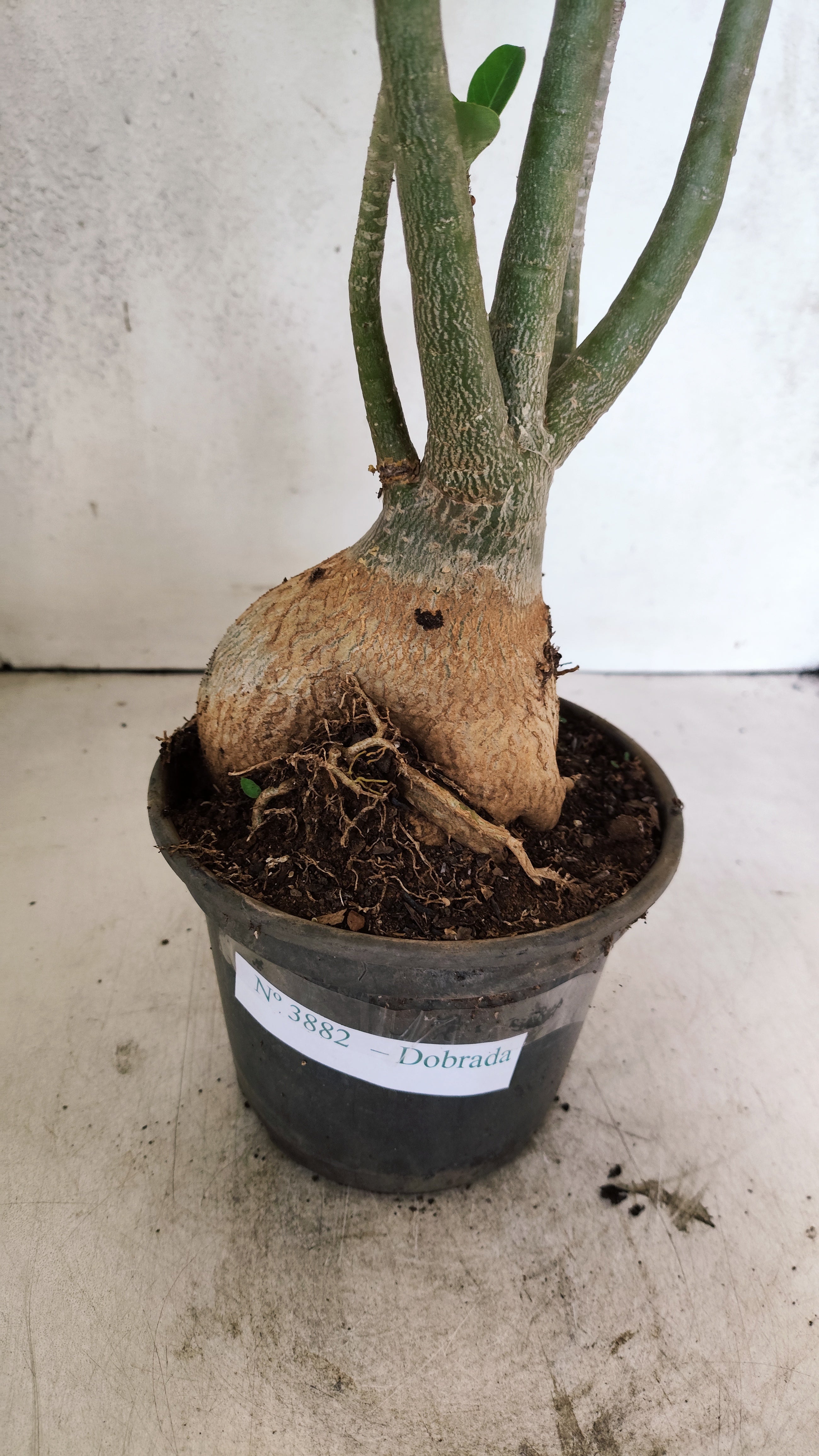 Planta Dobrada 3882 – 40cm – 03 anos