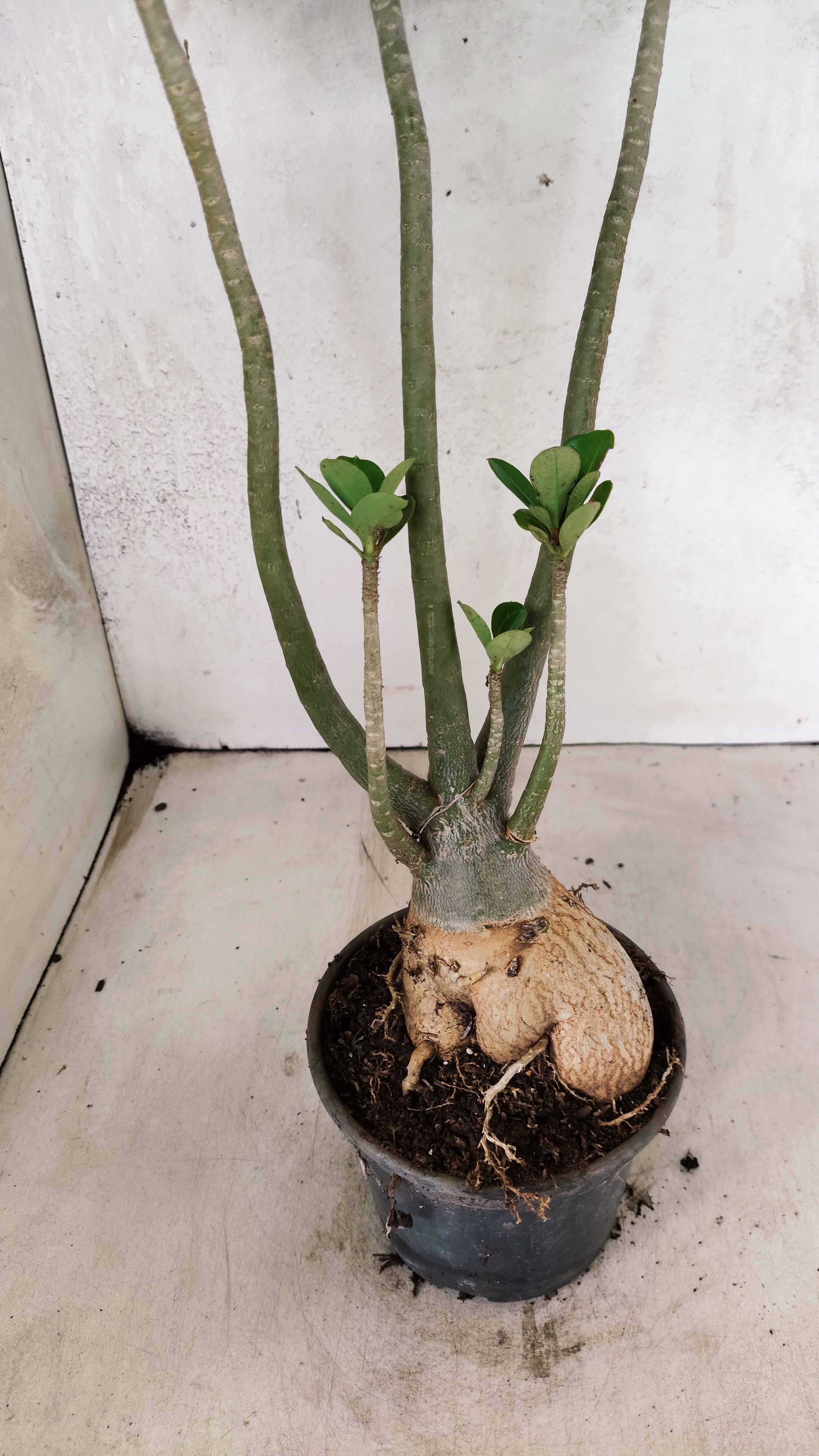 Planta Dobrada 3882 – 40cm – 03 anos