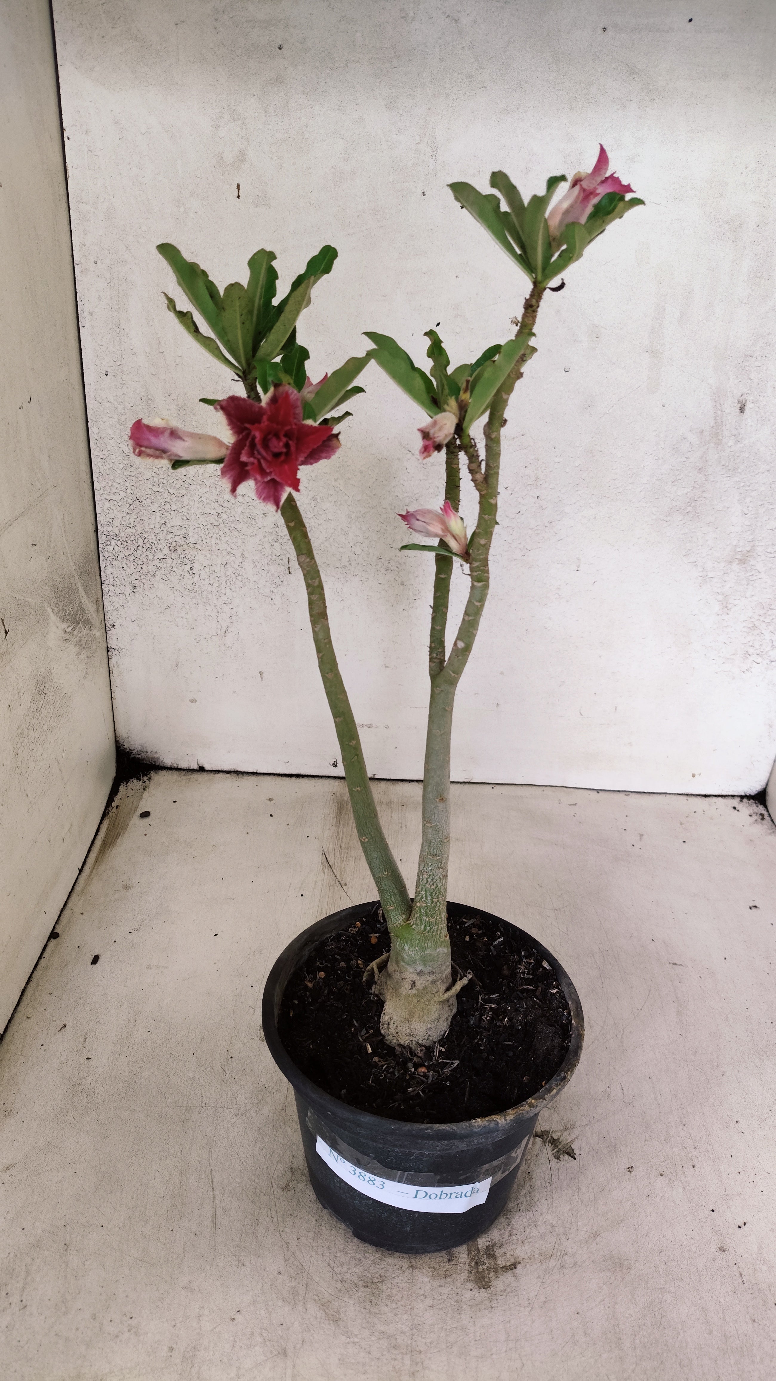 Planta Dobrada 3883 – 30cm – 02 anos